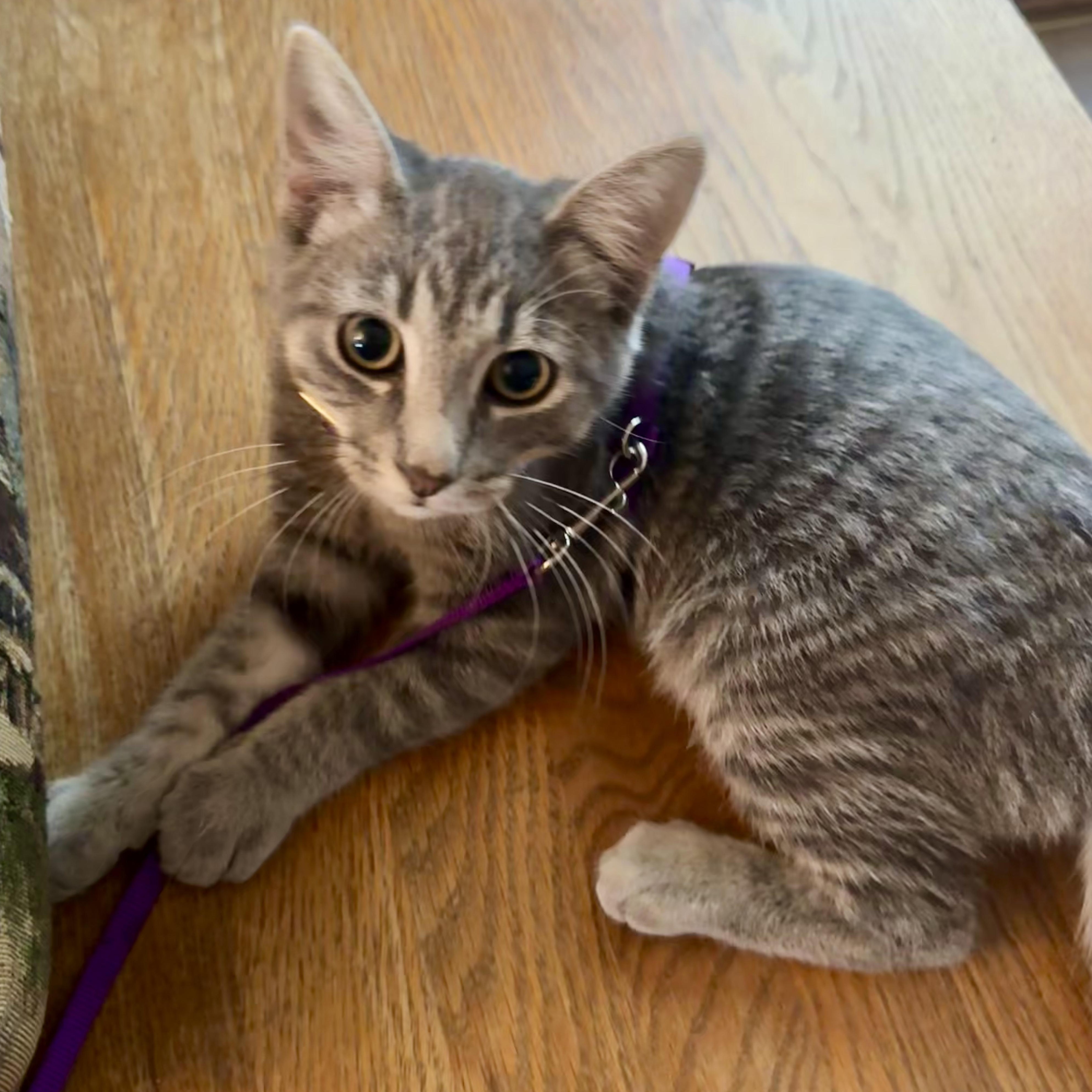 Enlarge Nimbus, a Adoptable Domestic Short Hair in Murphysboro, IL image 4/6