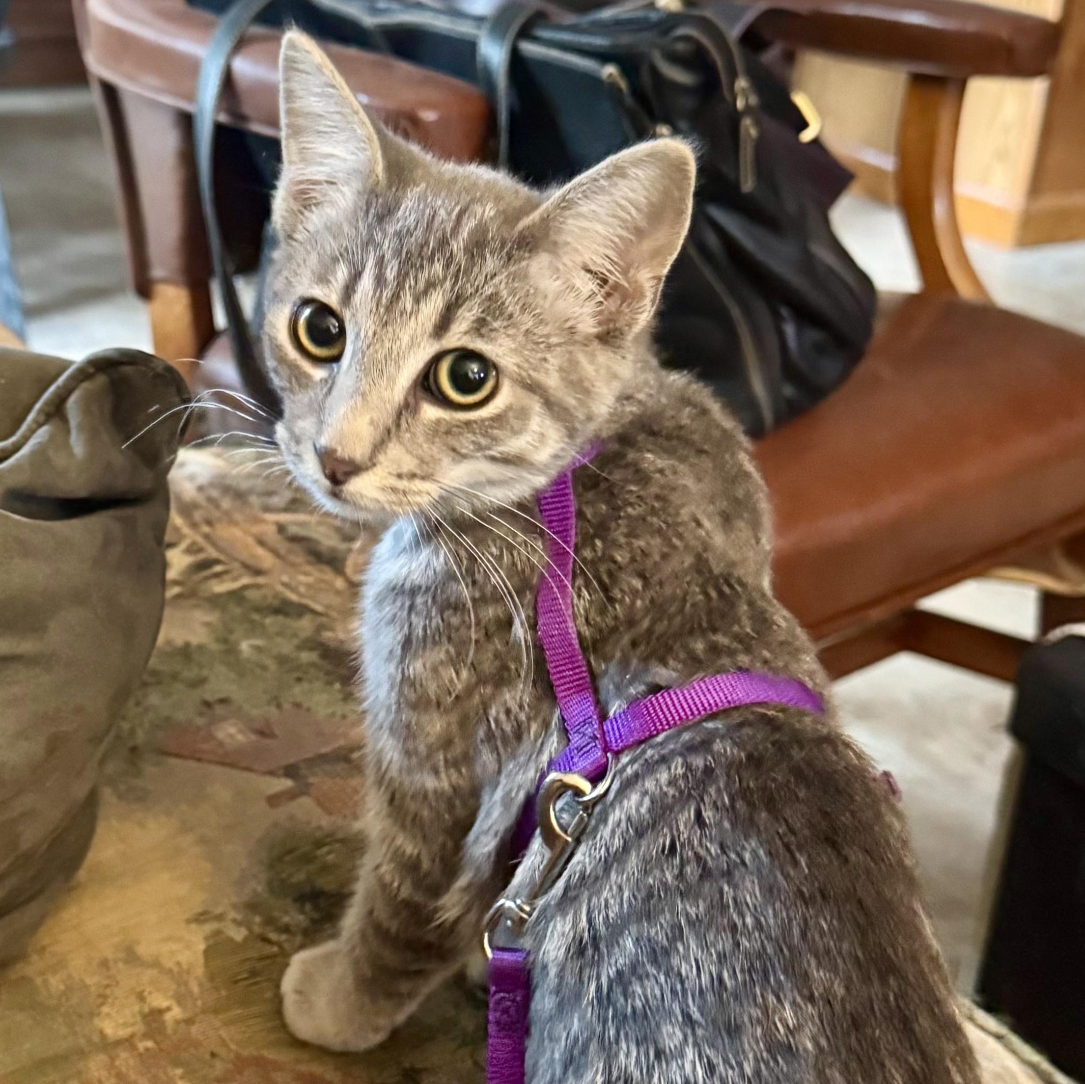 Nimbus, Adoptable, Kitten Male Domestic Short Hair.