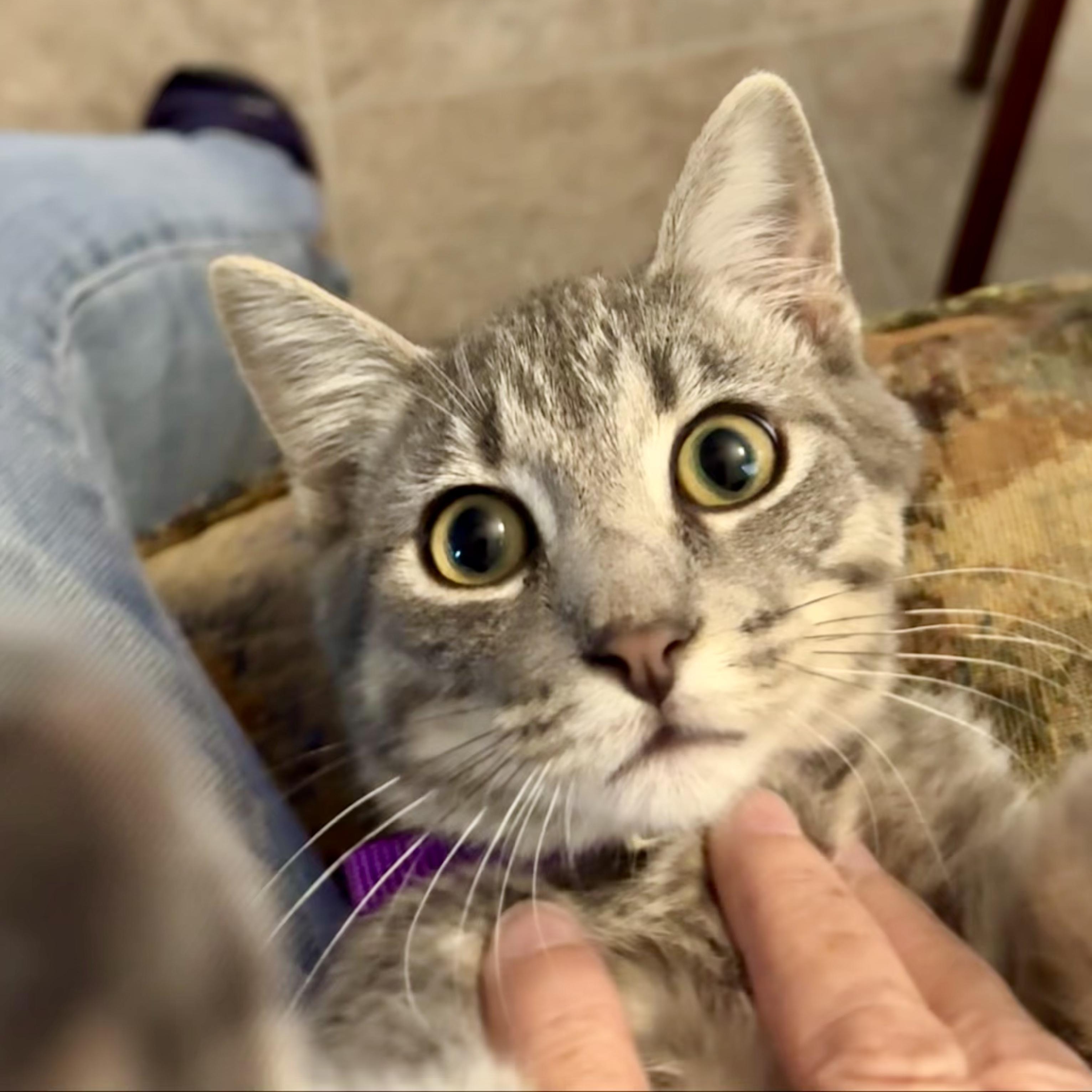 Enlarge Nimbus, a Adoptable Domestic Short Hair in Murphysboro, IL image 3/6