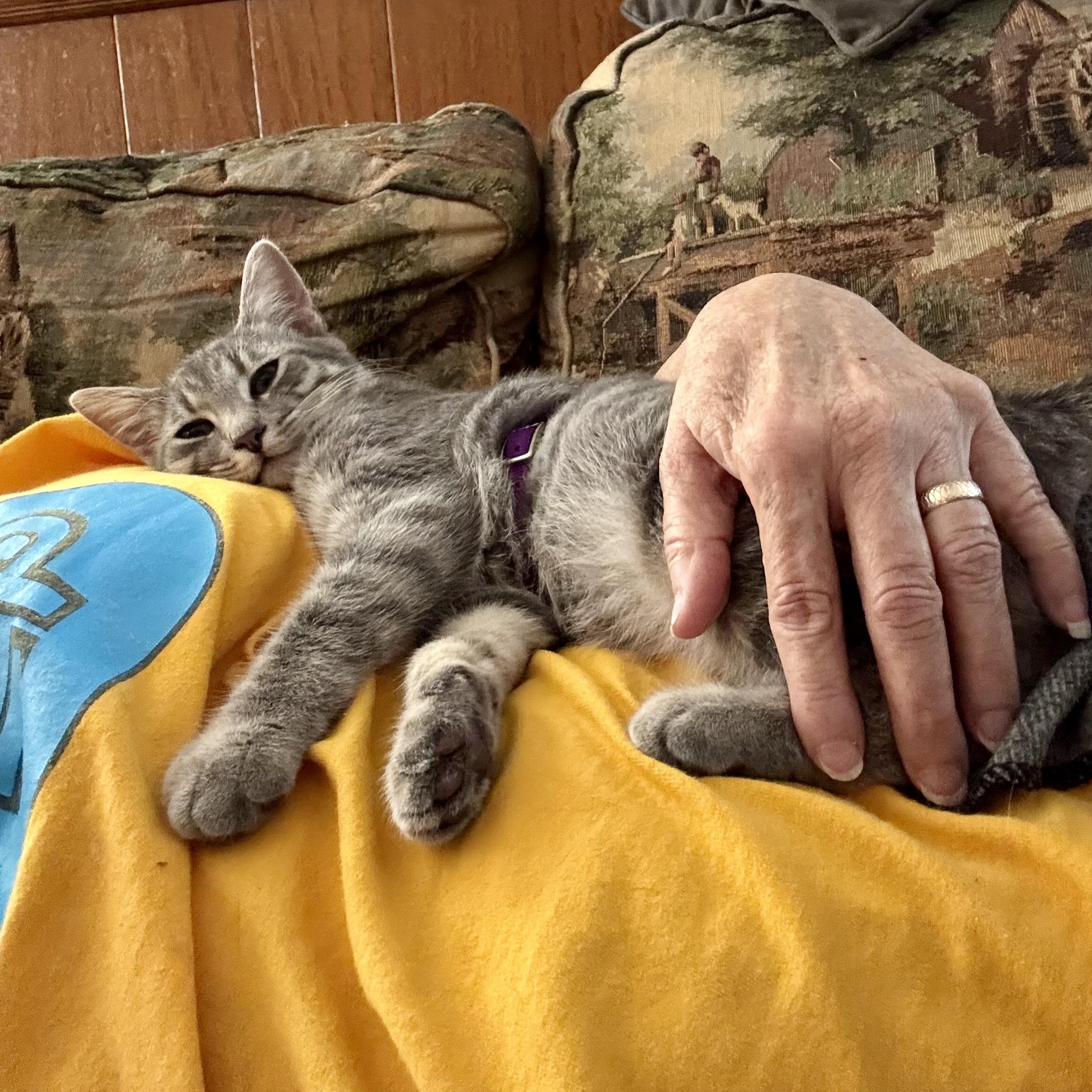 Enlarge Nimbus, a Adoptable Domestic Short Hair in Murphysboro, IL image 6/6