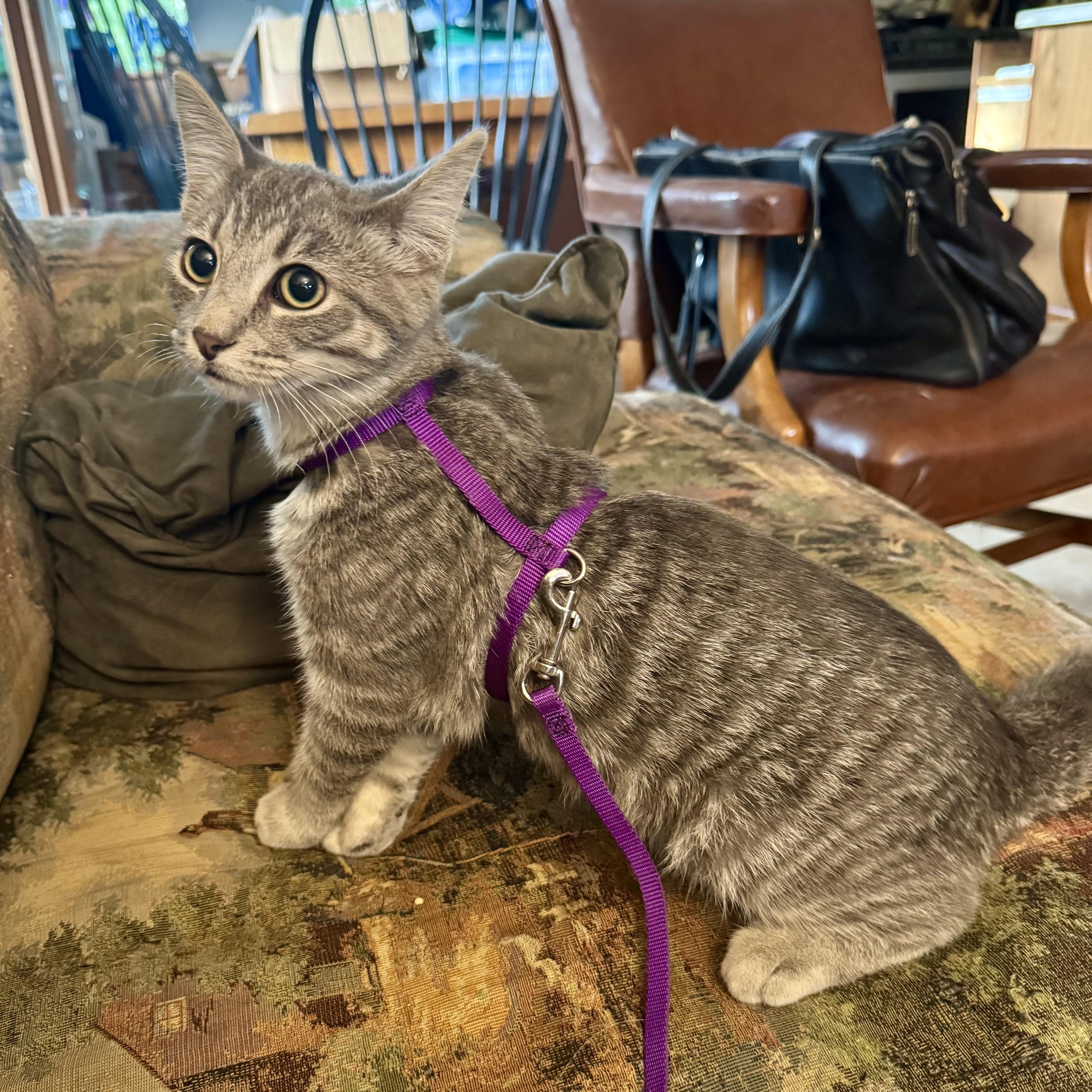 Enlarge Nimbus, a Adoptable Domestic Short Hair in Murphysboro, IL image 2/6