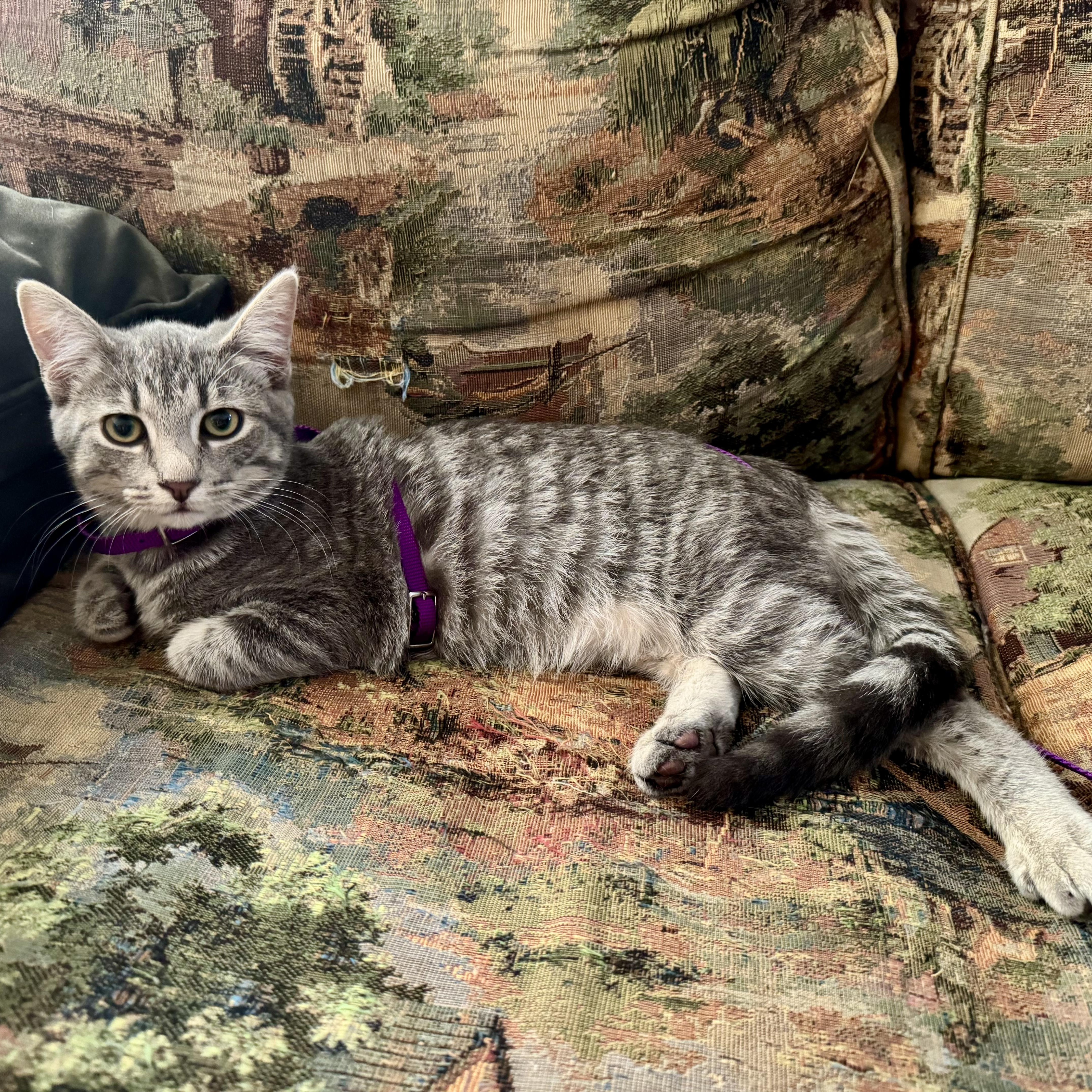 Enlarge Nimbus, a Adoptable Domestic Short Hair in Murphysboro, IL image 5/6