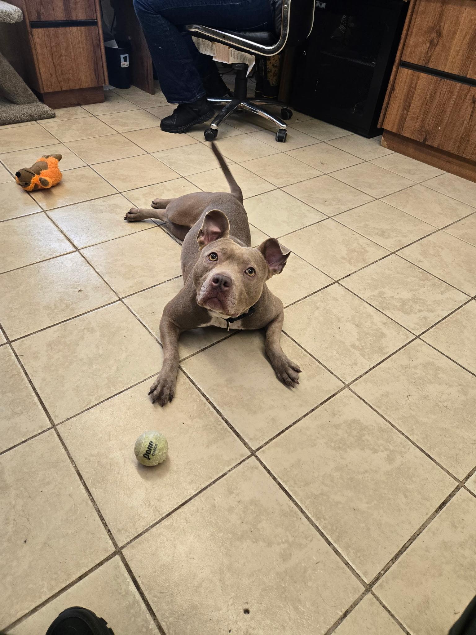 Ember, Adopted, Adult Female Pit Bull Terrier.