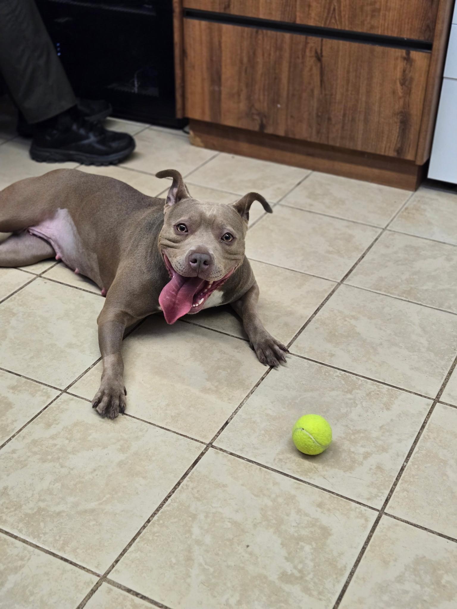 Ember, a Adopted Pit Bull Terrier in East Haven, CT image 3/3