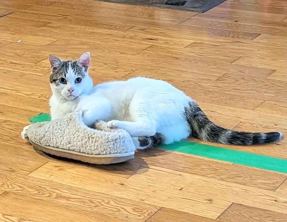 Enlarge Mila, a ADOPTABLE Domestic Short Hair in Winnipeg, MB image 4/4