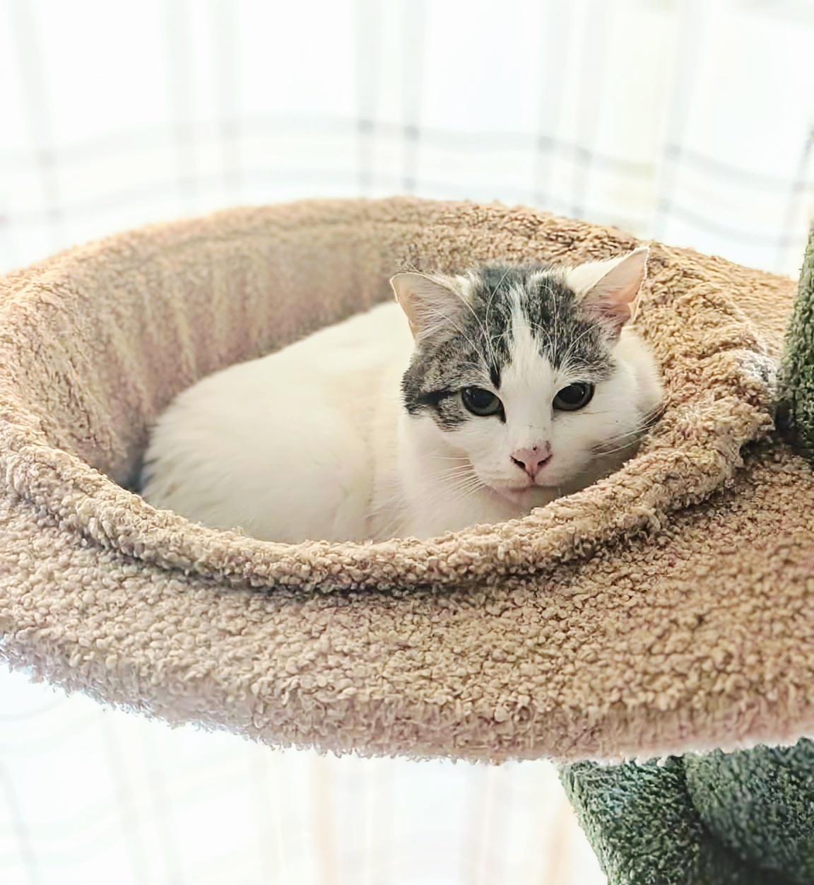 Enlarge Mila, a ADOPTABLE Domestic Short Hair in Winnipeg, MB image 3/4