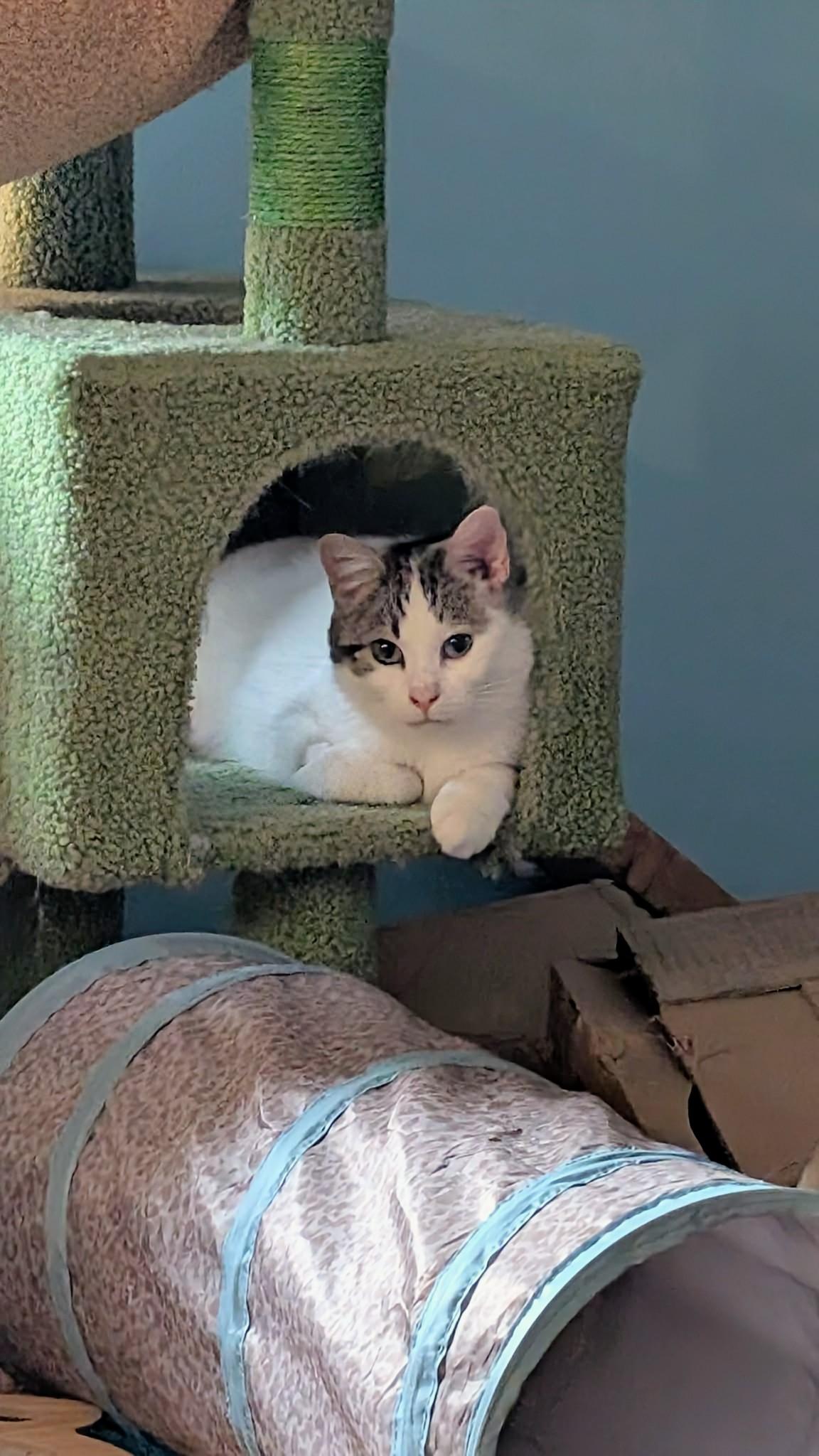 Mila, ADOPTABLE, Young Female Domestic Short Hair.