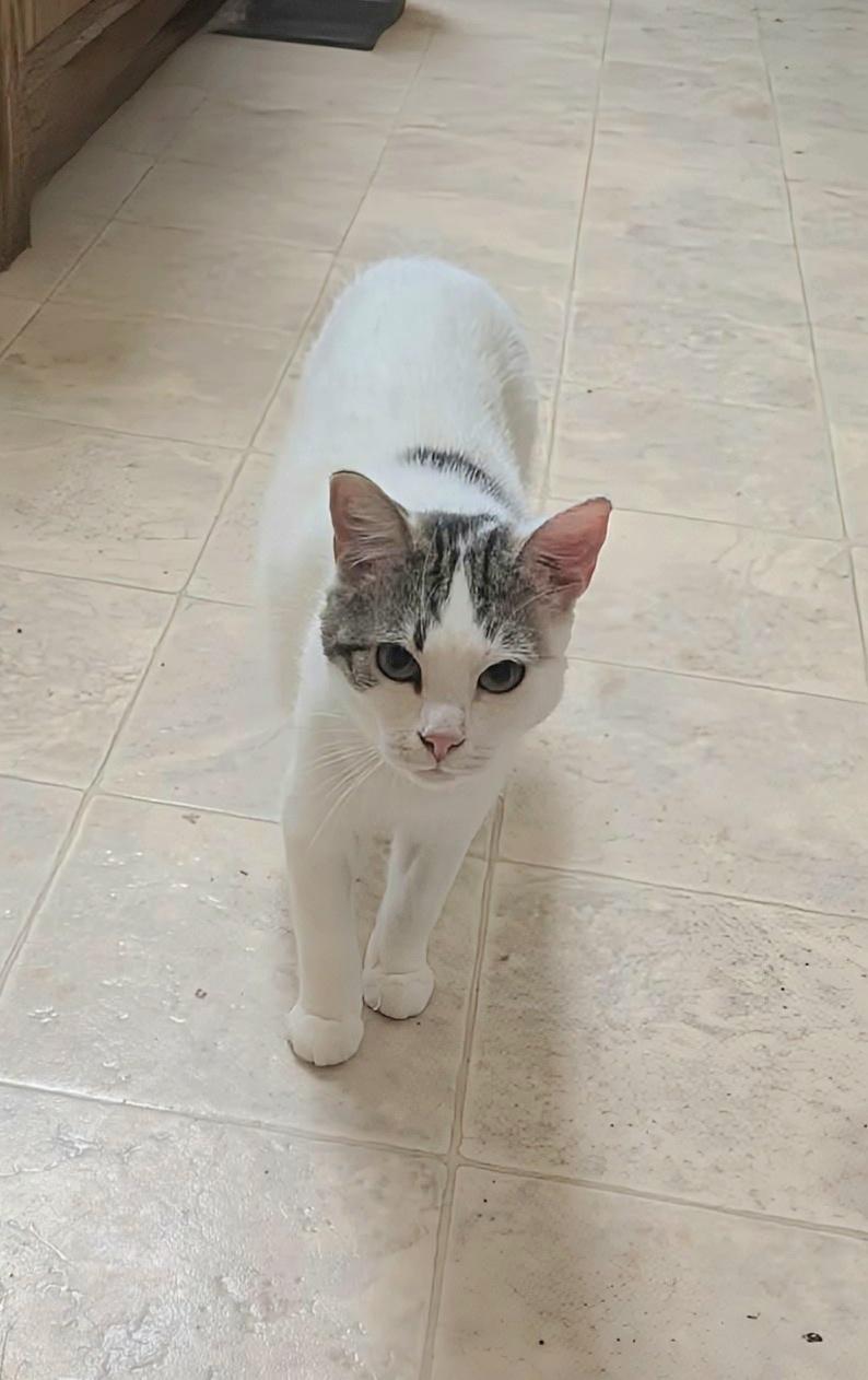 Enlarge Mila, a ADOPTABLE Domestic Short Hair in Winnipeg, MB image 2/4