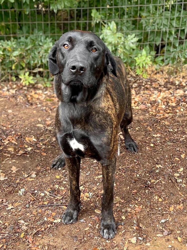 Enlarge Louie, a Adoptable mixed breed in Jamestown, CA image 1/1