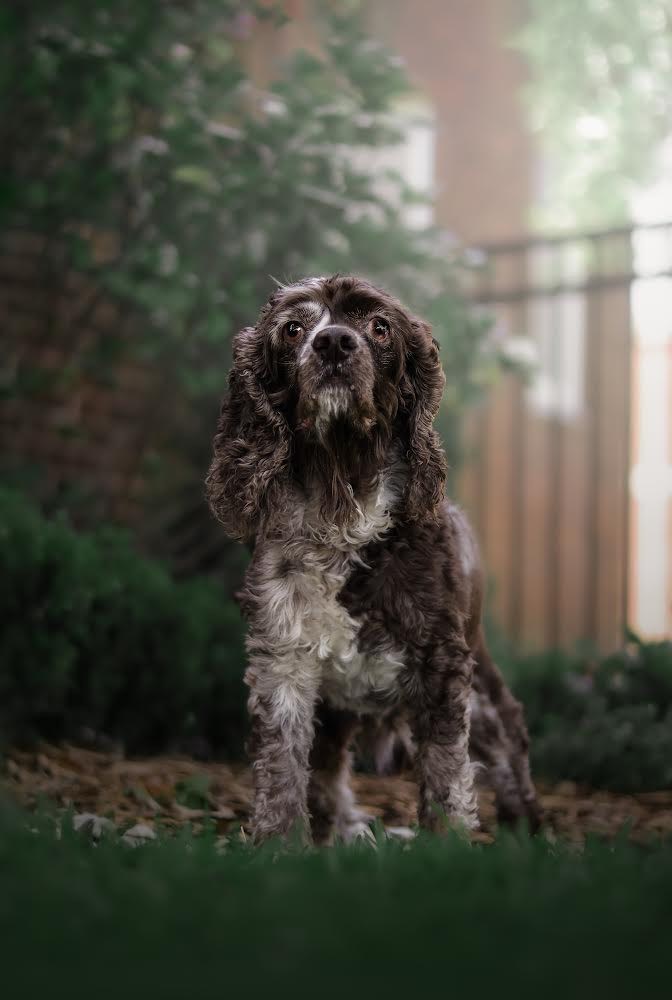 Cocoa, a Adopted Cocker Spaniel in New Orleans, LA image 1/3