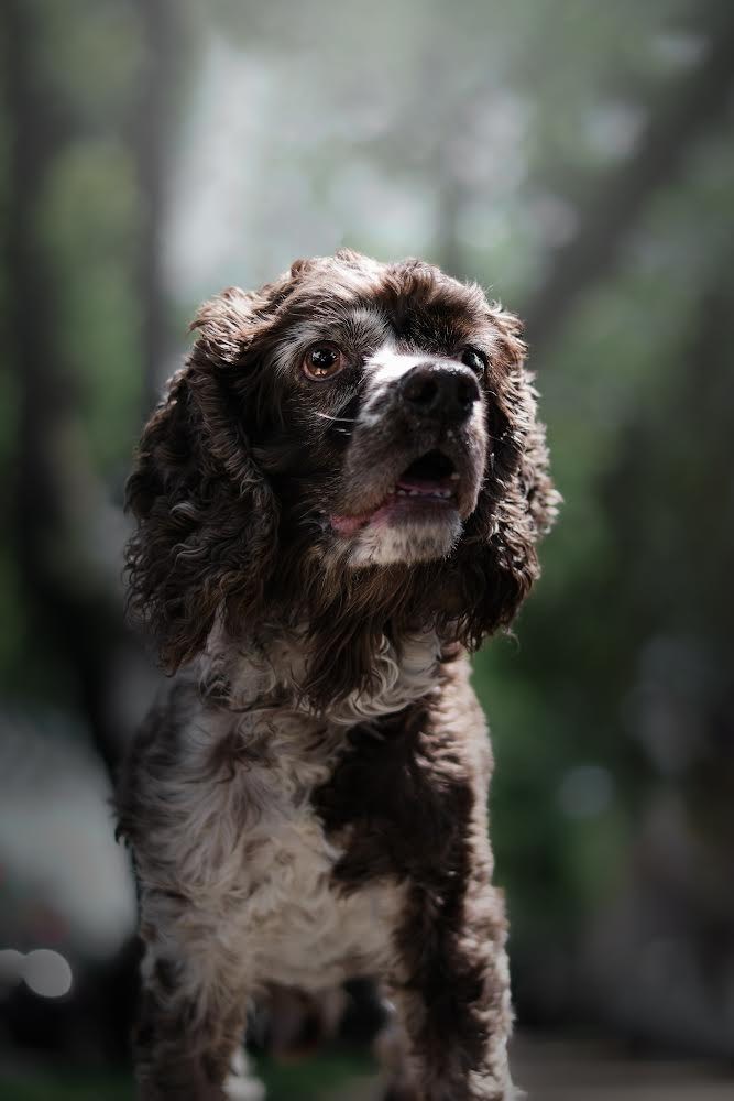 Cocoa, Adopted, Senior Male Cocker Spaniel.