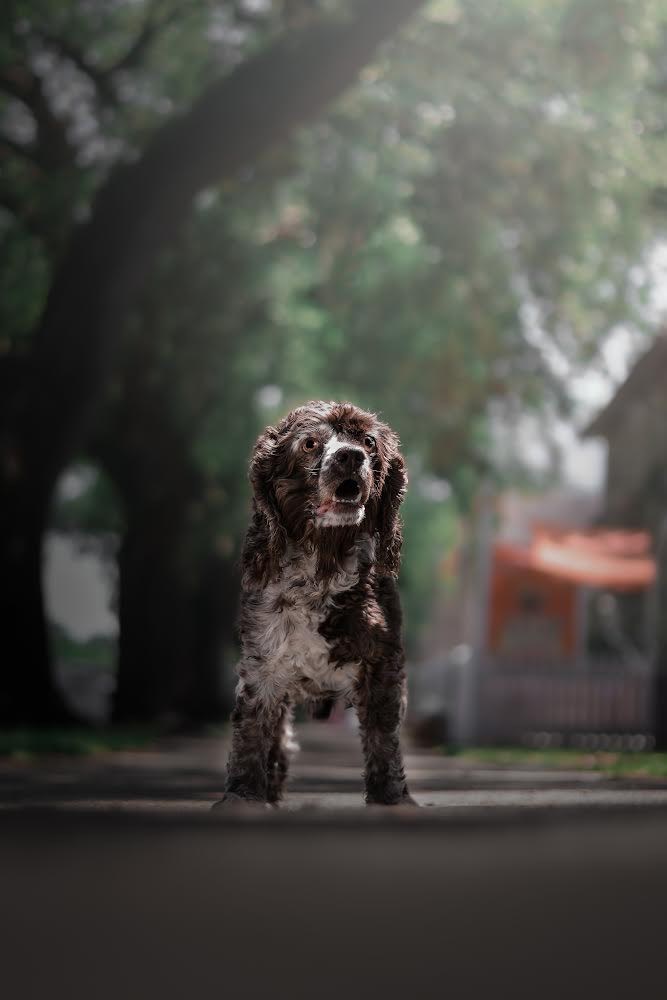 Cocoa, a Adopted Cocker Spaniel in New Orleans, LA image 3/3