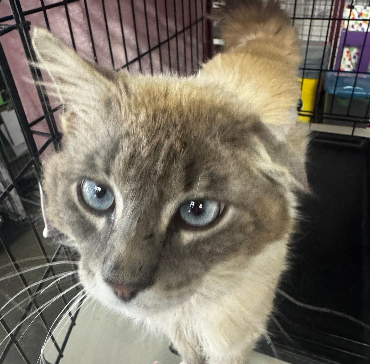 Macho Man, an adopted Domestic Long Hair in Grand Rapids, MI image 1/4
