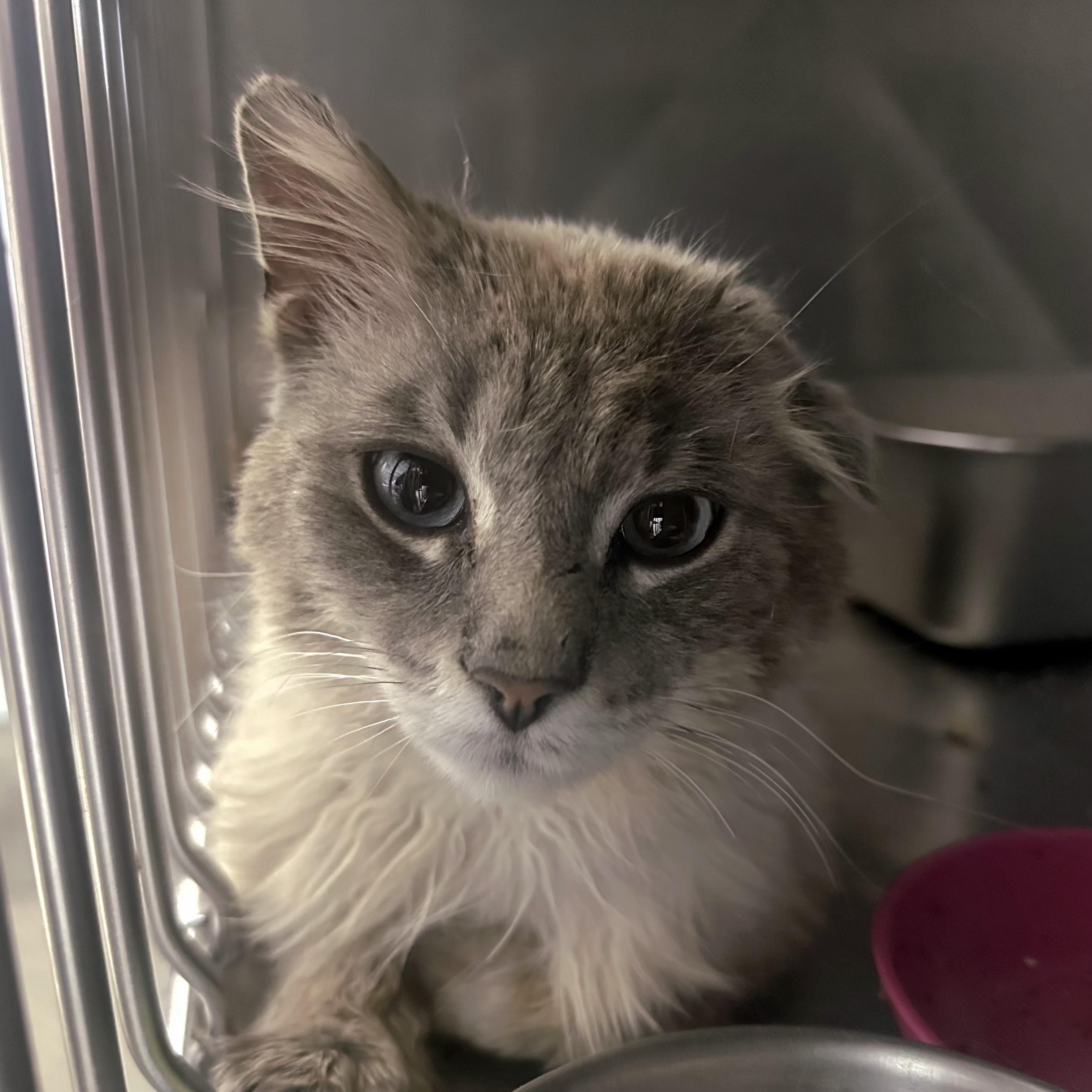 Macho Man, an adopted Domestic Long Hair in Grand Rapids, MI image 2/4