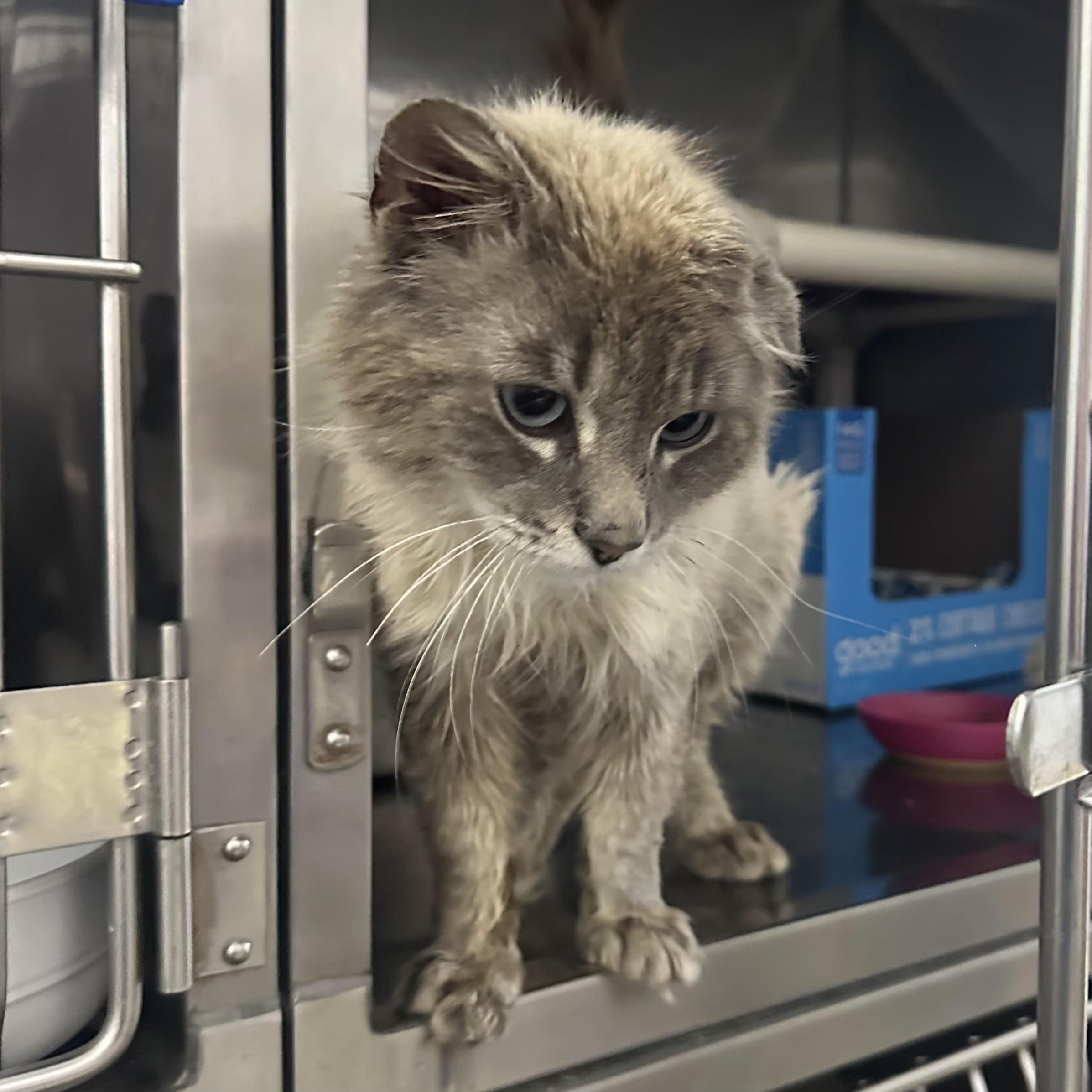 Macho Man, an adopted Domestic Long Hair in Grand Rapids, MI image 4/4