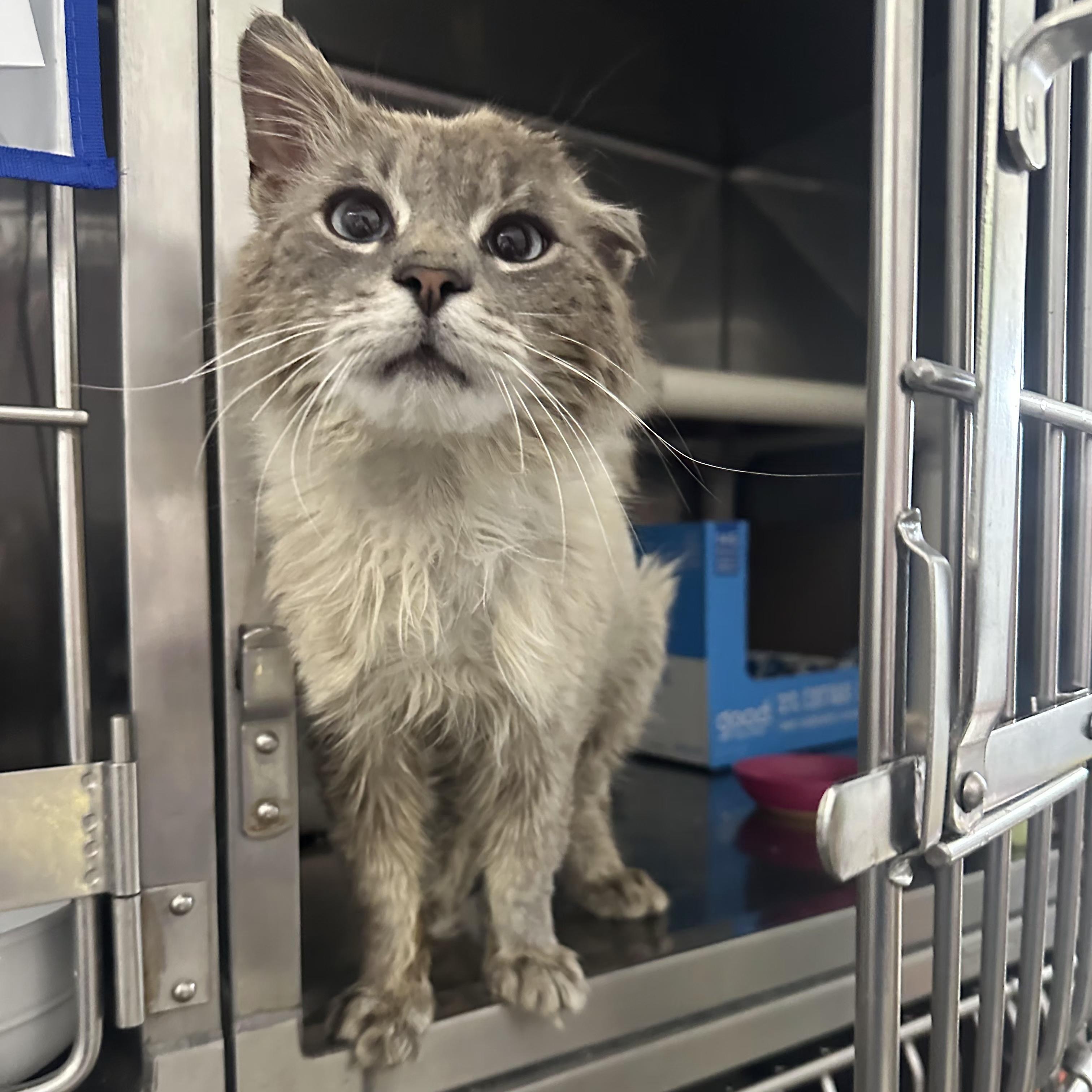 Macho Man, an adopted Domestic Long Hair in Grand Rapids, MI image 3/4