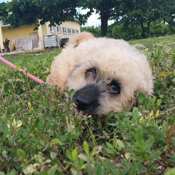 Enlarge Bambi, a ADOPTABLE mixed breed in Boca Raton, FL image 1/1