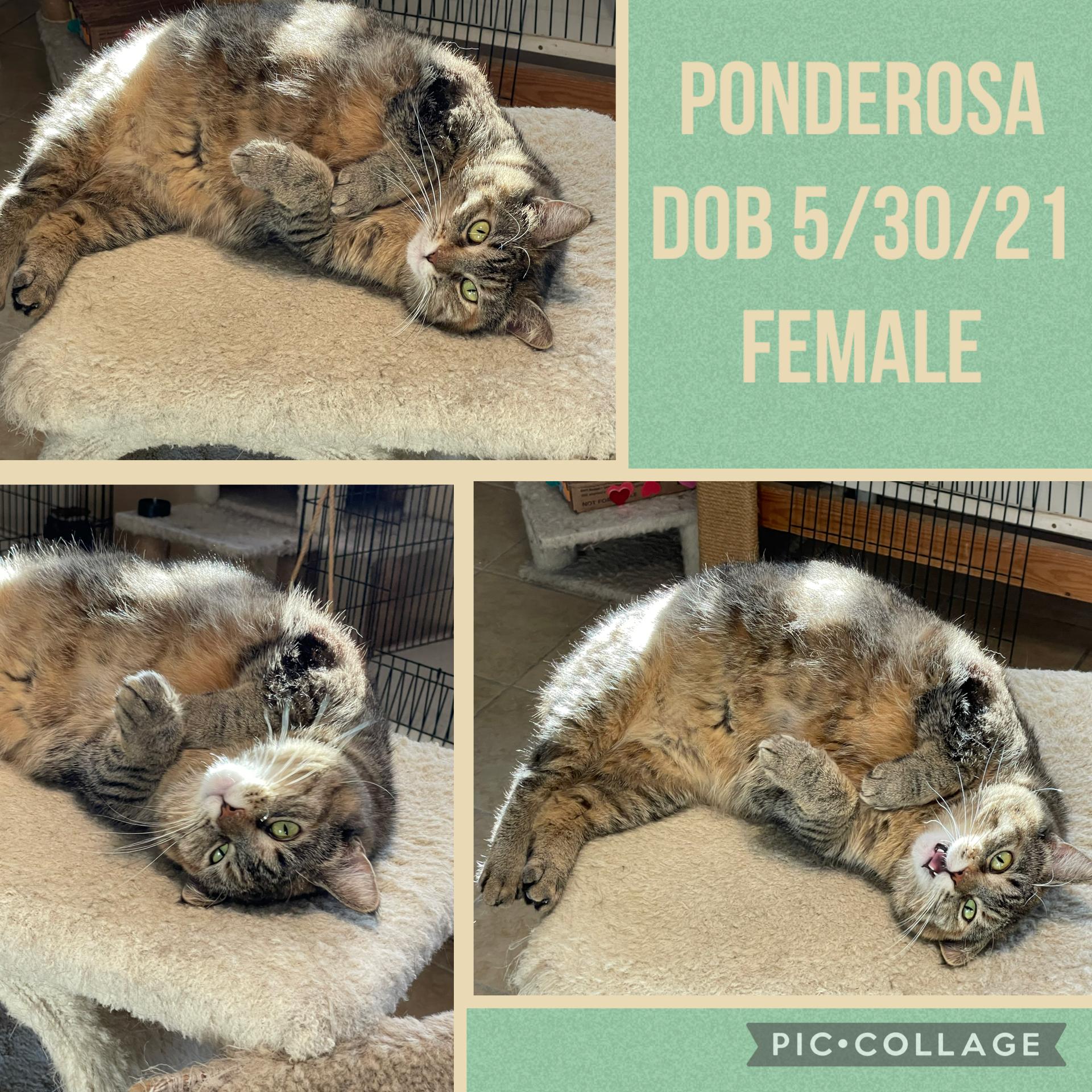 Ponderosa, Adult Female Torbie
