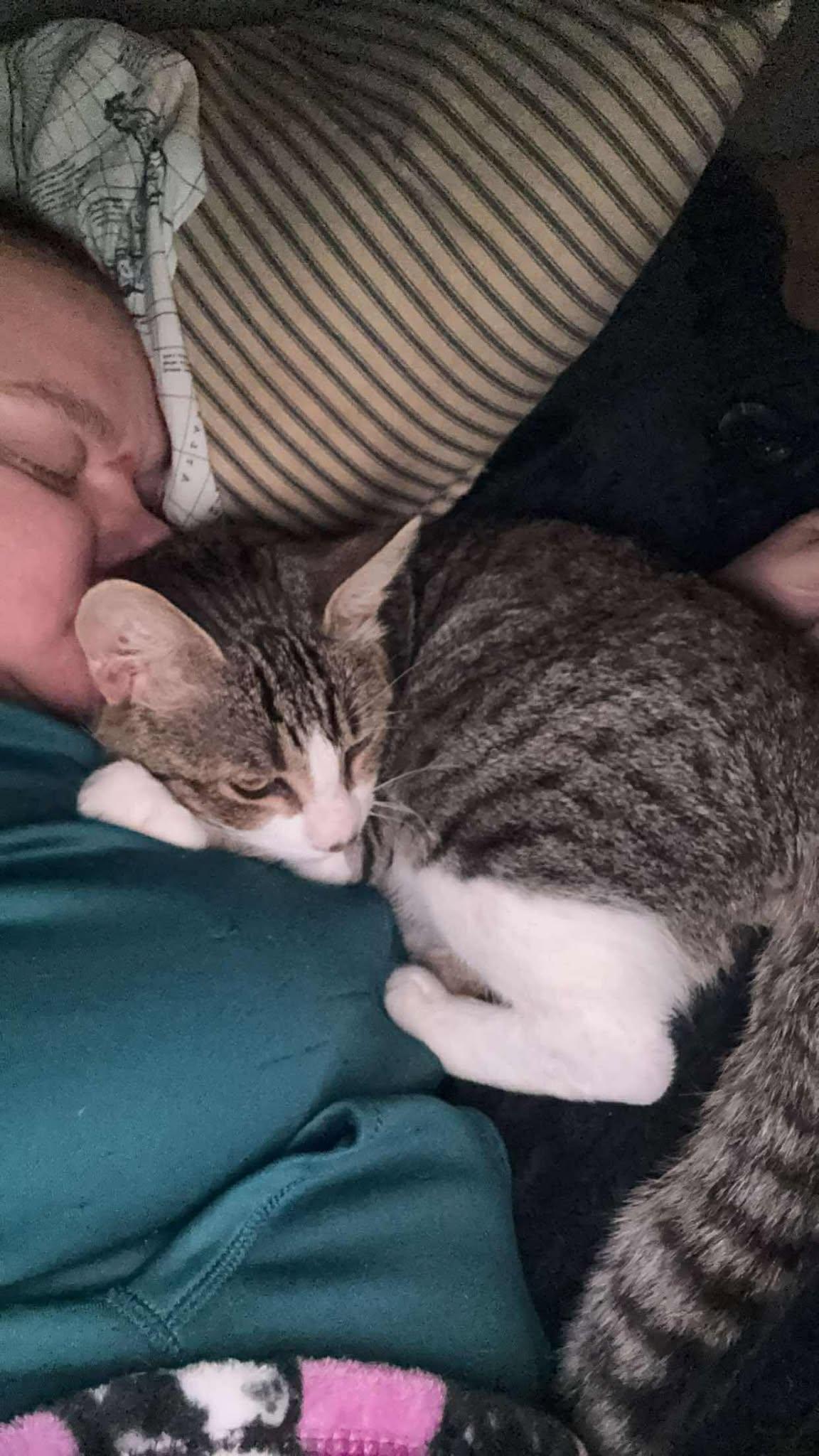 JESSE, an adoptable Domestic Short Hair in Grand Forks, ND, 58203 | Photo Image 1