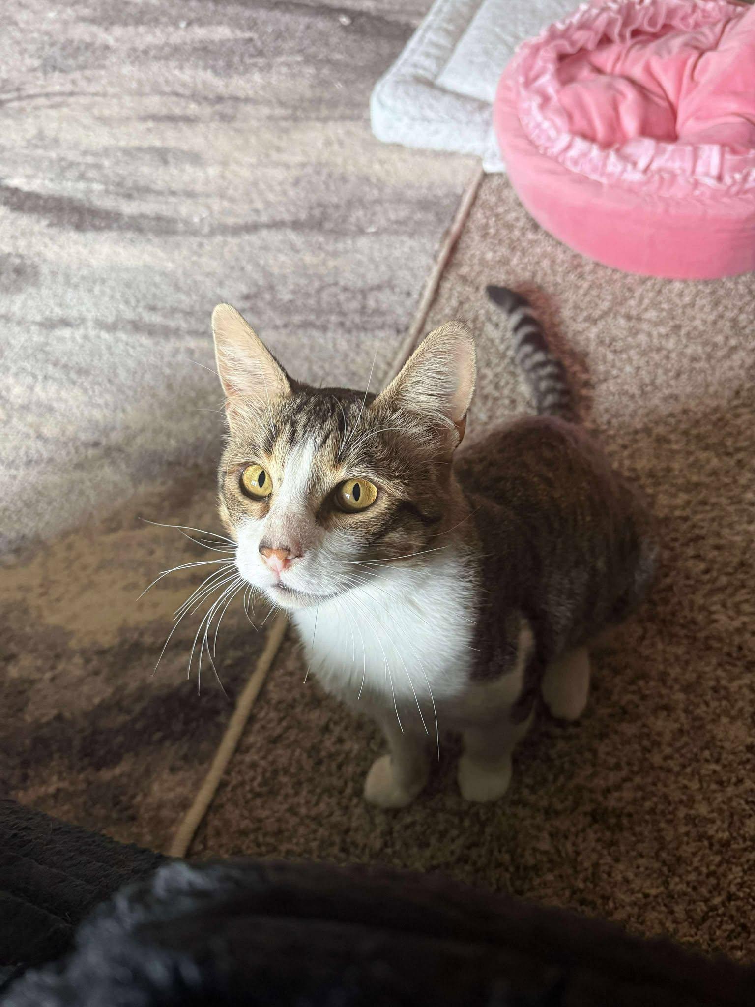 JESSE, an adoptable Domestic Short Hair in Grand Forks, ND, 58203 | Photo Image 2