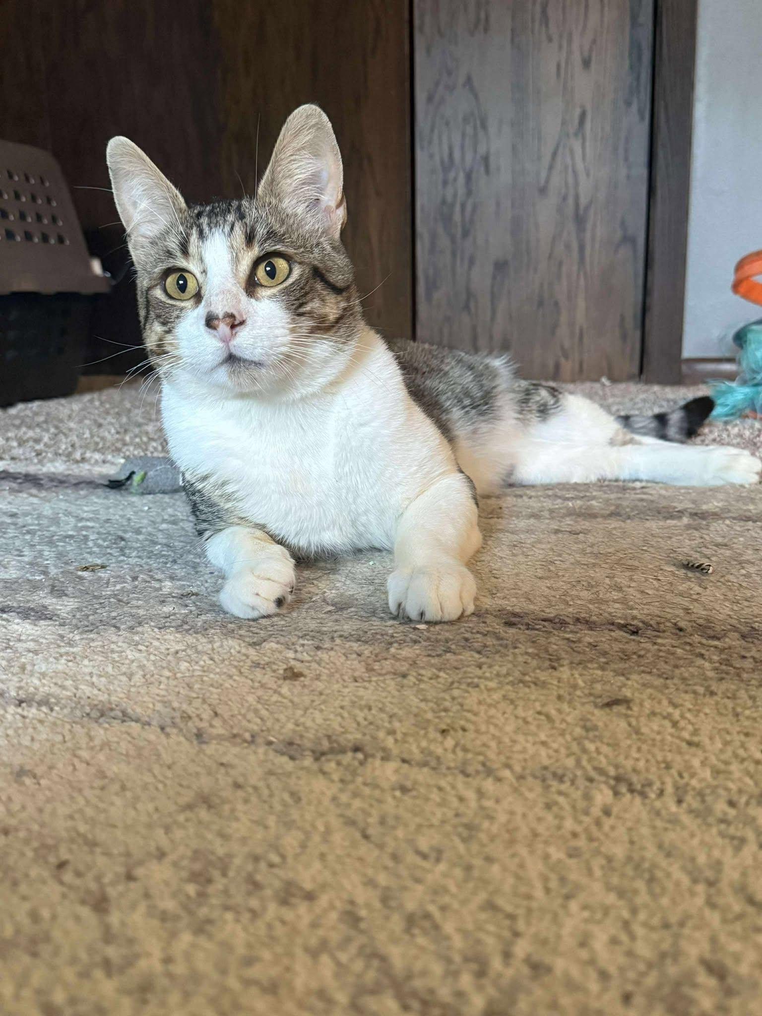 JESSE, an adoptable Domestic Short Hair in Grand Forks, ND, 58203 | Photo Image 4