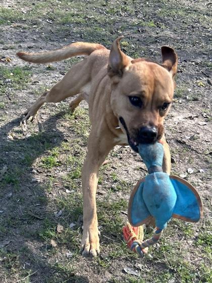 Meena — thumbnail 2