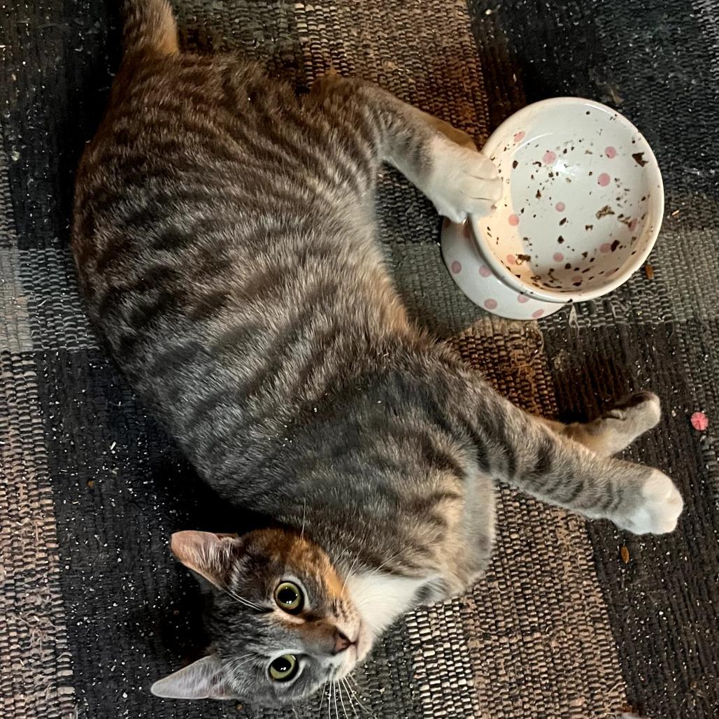 Enlarge Pow, a Adoptable Domestic Medium Hair in Grantsville, UT image 1/1