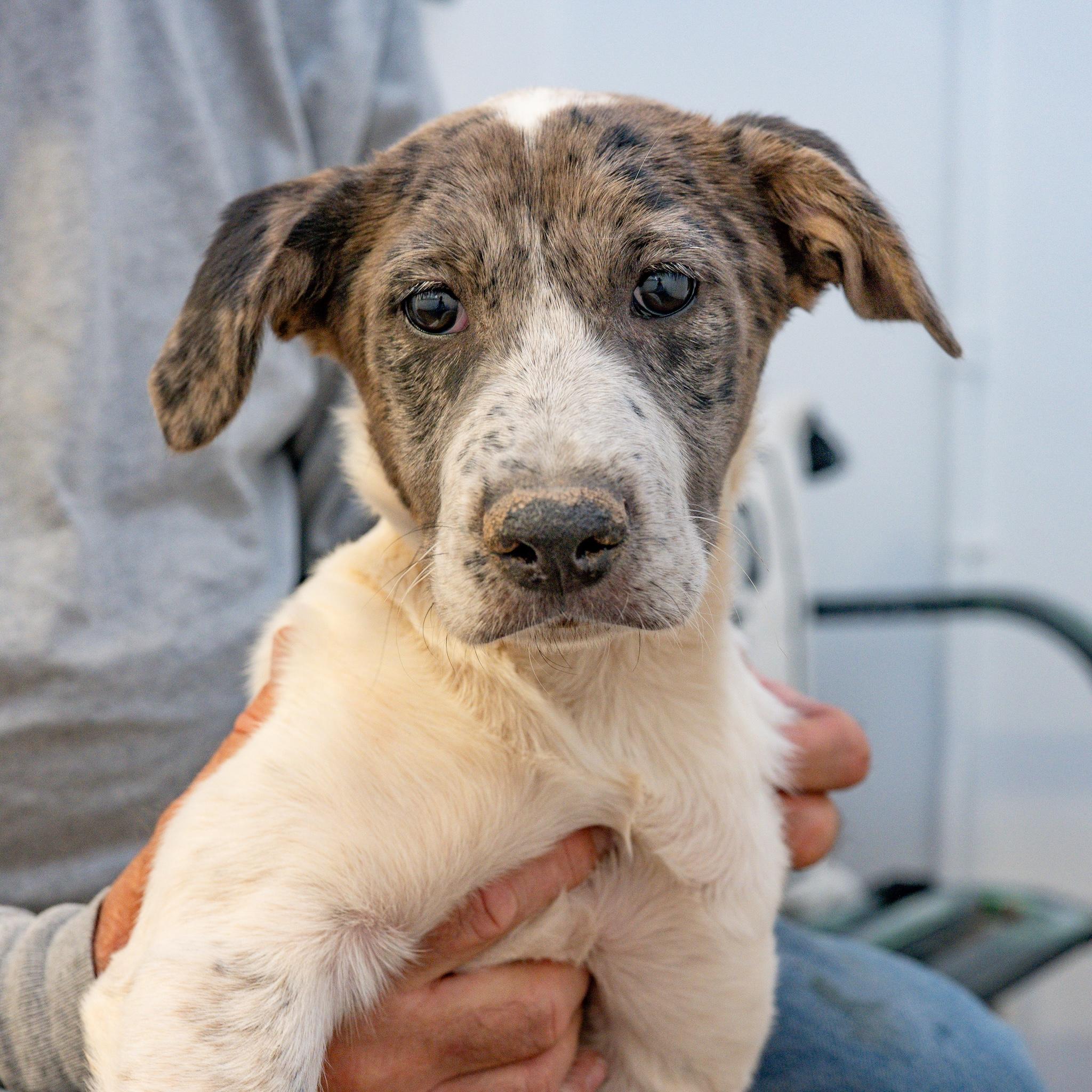 Bonnie, Adoptable, Young Female Australian Shepherd.
