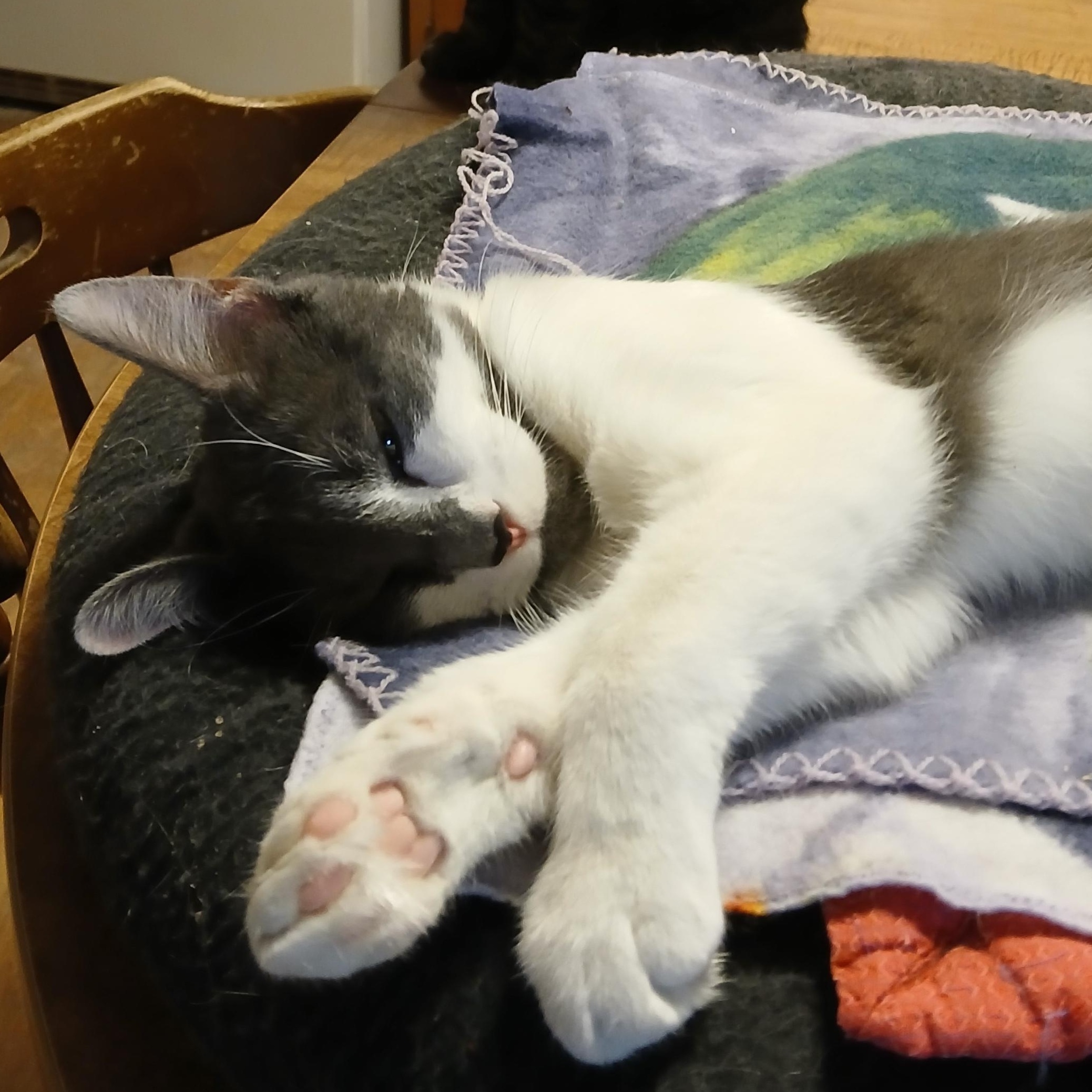 Enlarge Little Debbie, a ADOPTABLE mixed breed in Germansville, PA image 6/6