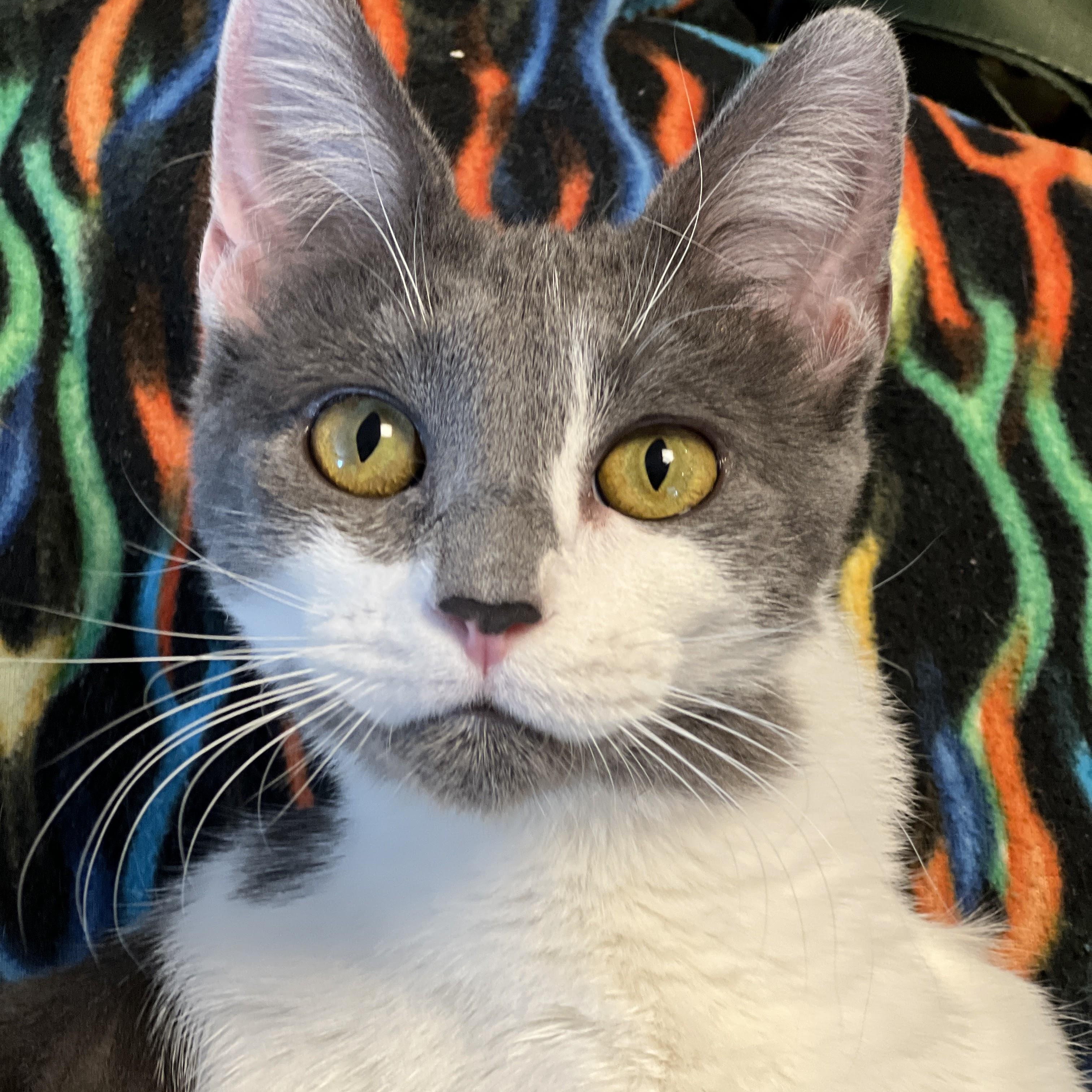 Enlarge Little Debbie, a ADOPTABLE mixed breed in Germansville, PA image 1/5