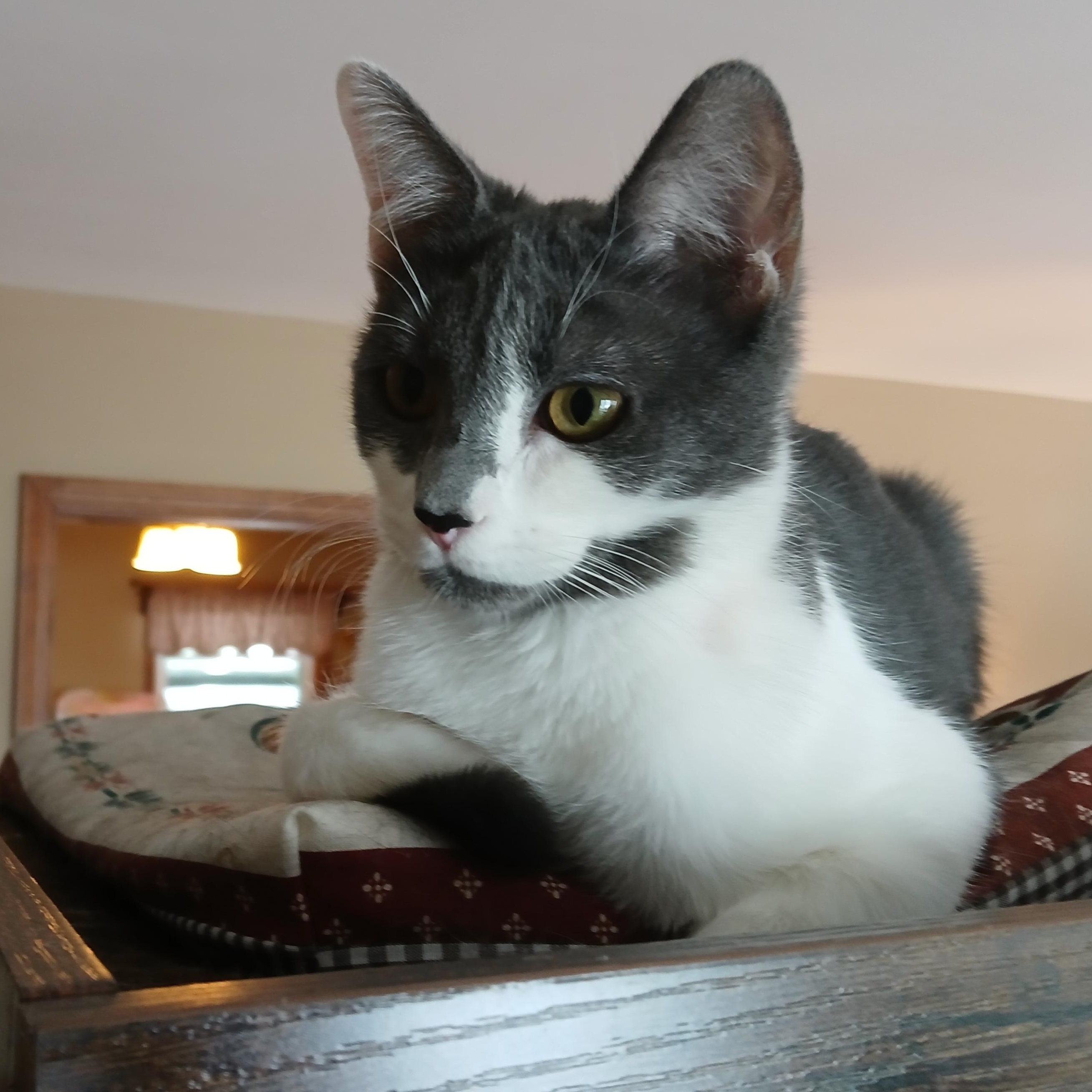 Little Debbie thumbnail 2