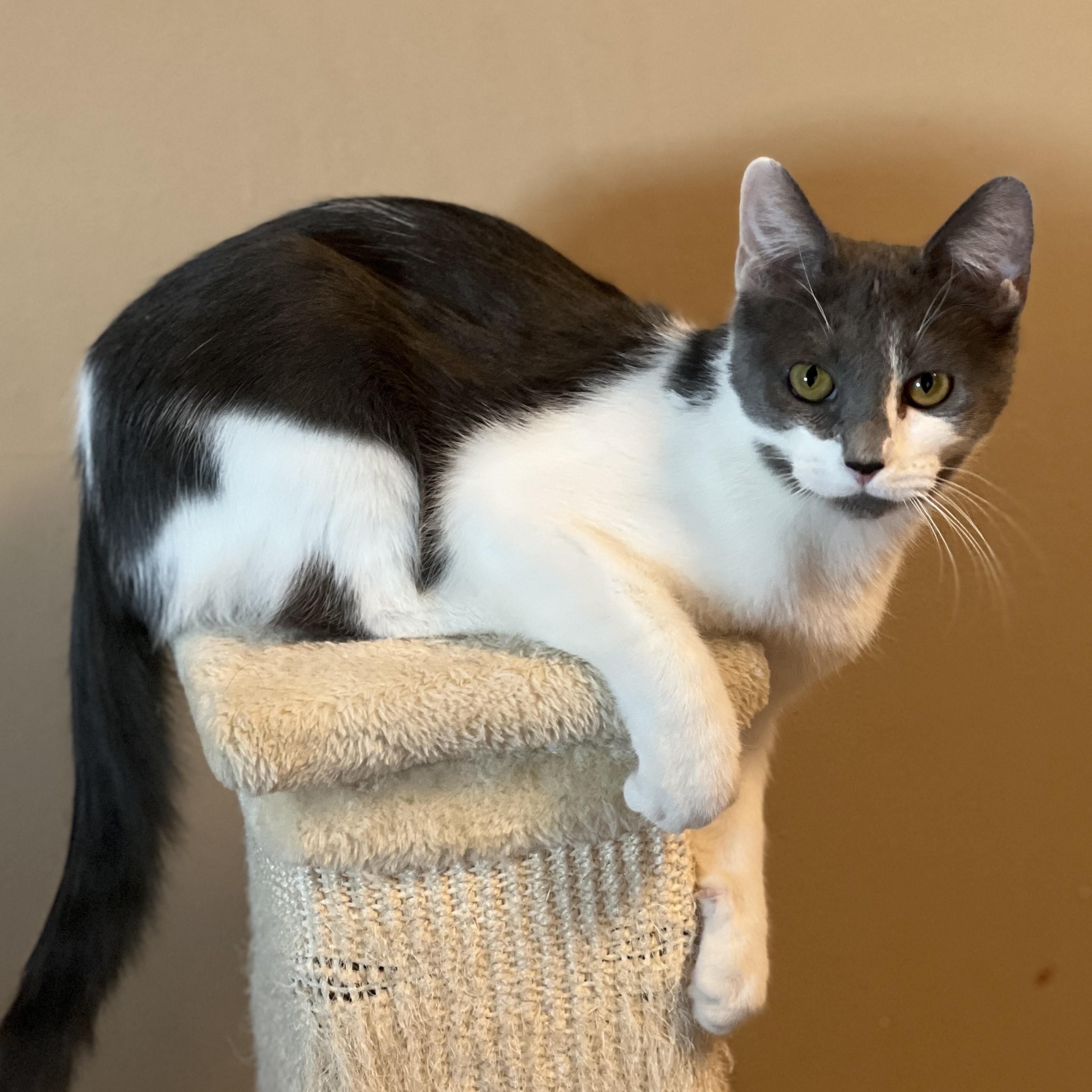 Enlarge Little Debbie, a ADOPTABLE mixed breed in Germansville, PA image 5/5