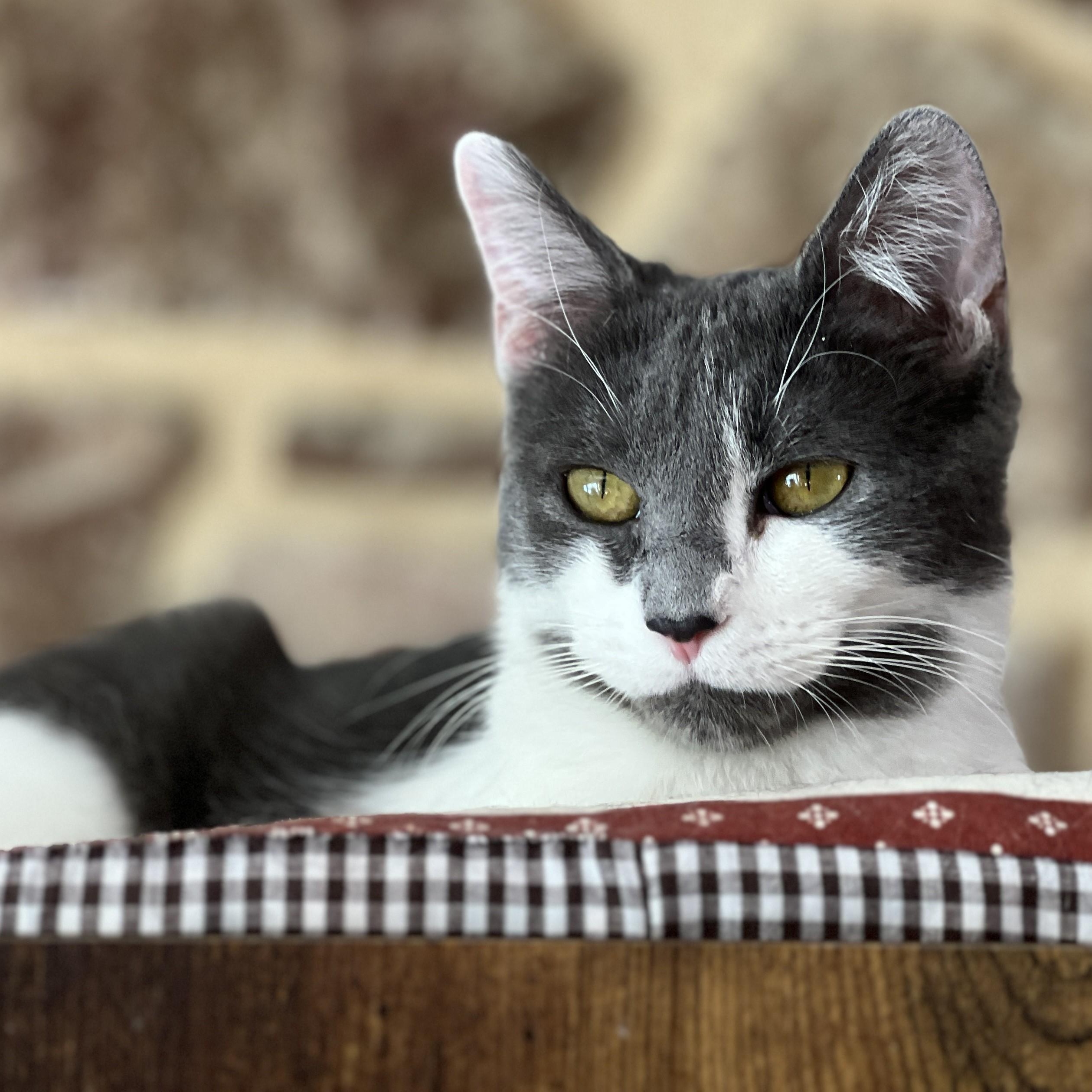 Enlarge Little Debbie, a ADOPTABLE mixed breed in Germansville, PA image 3/5