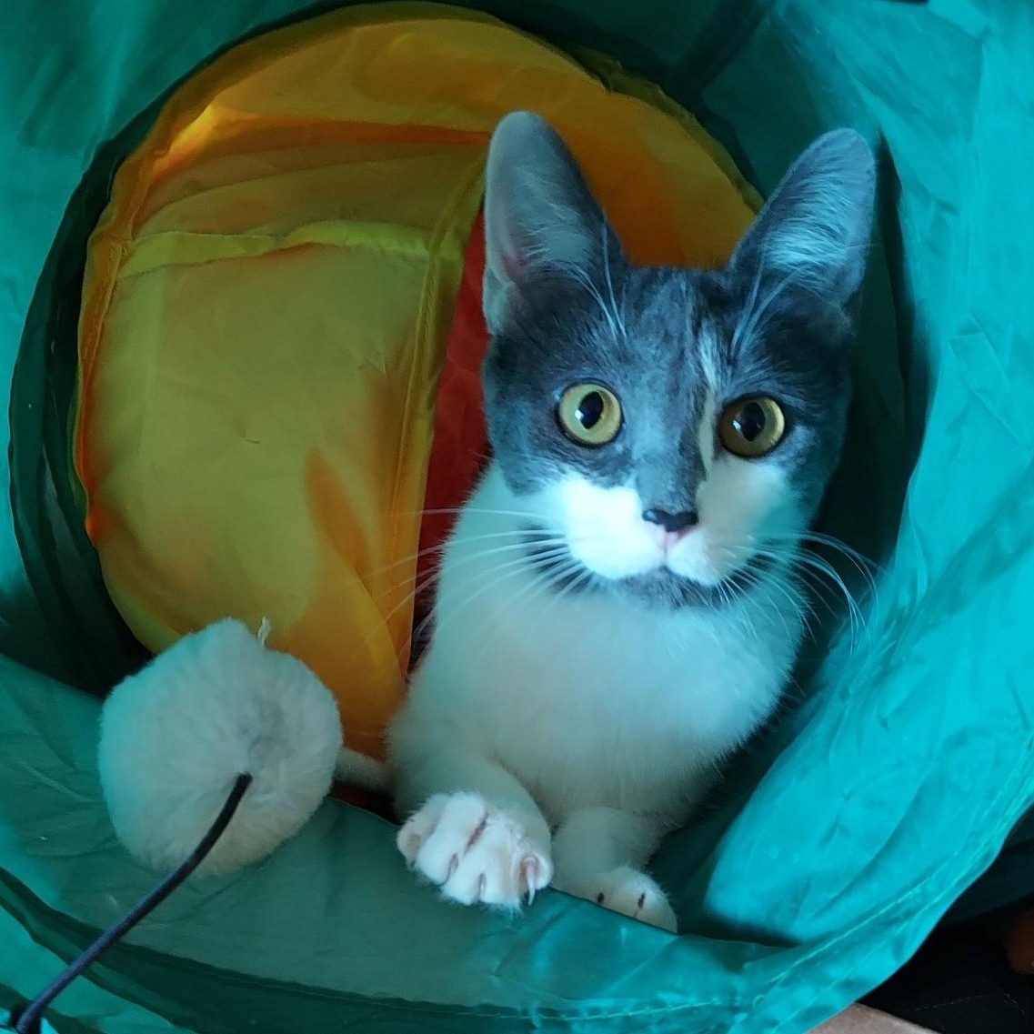 Enlarge Little Debbie, a ADOPTABLE mixed breed in Germansville, PA image 5/5