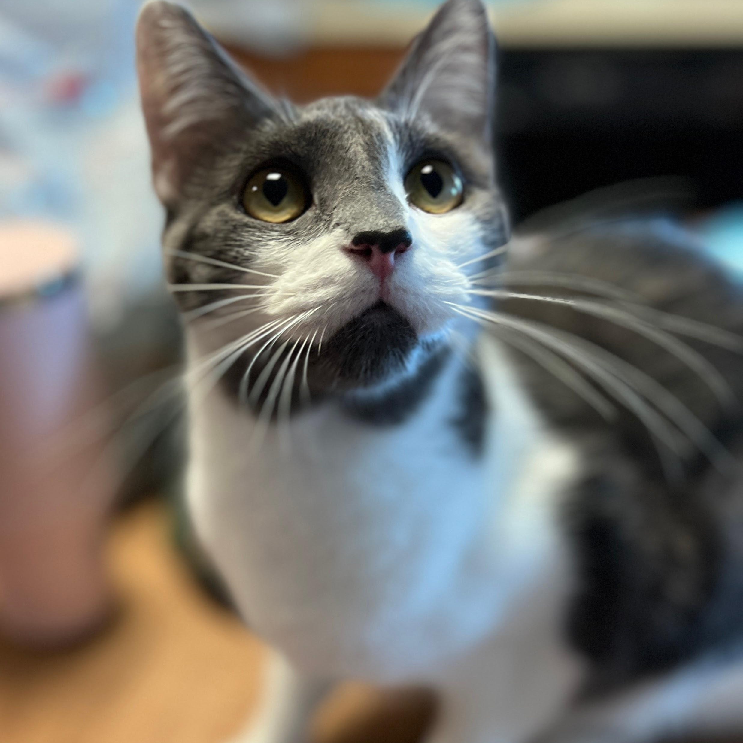 Little Debbie, ADOPTABLE, Adult Female Domestic Short Hair & Tabby.