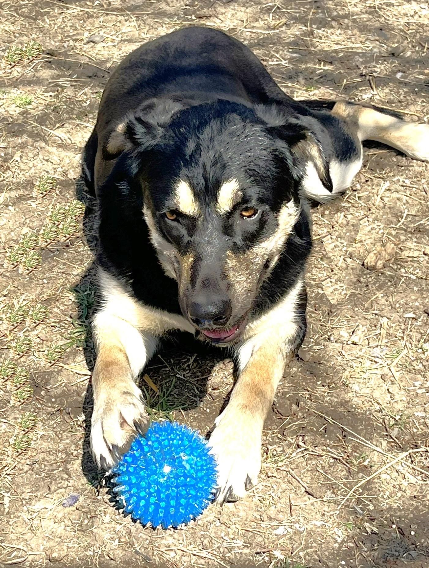 Enlarge Carmelita, a Adoptable mixed breed in Godley, TX image 6/6