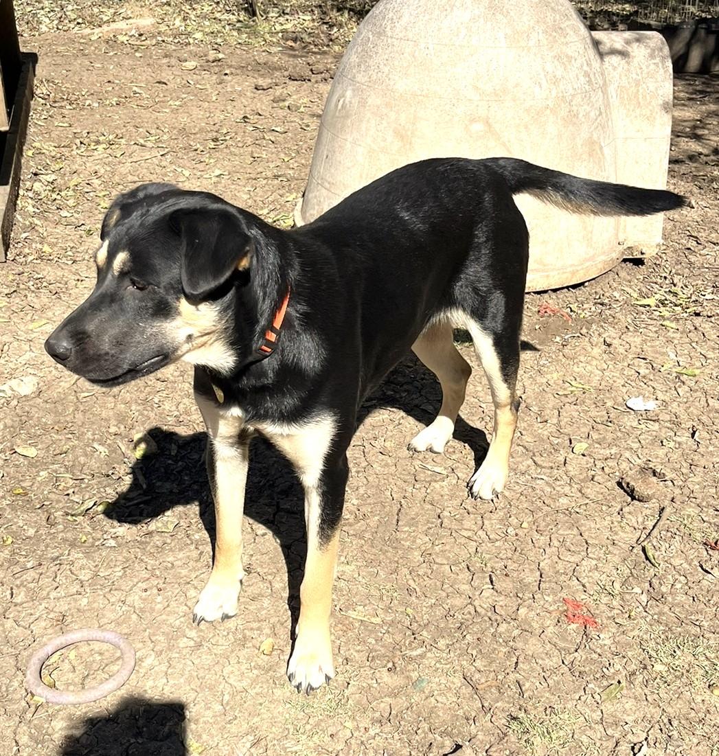 Carmelita, a Adoptable mixed breed image 1/6