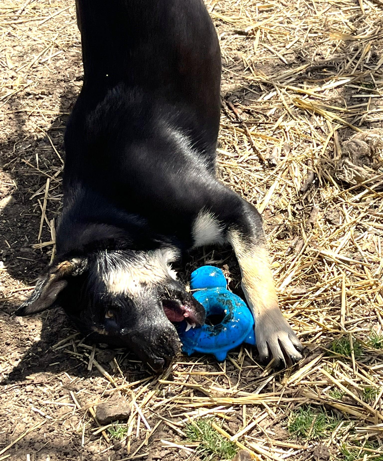 Carmelita, a Adoptable mixed breed image 3/6