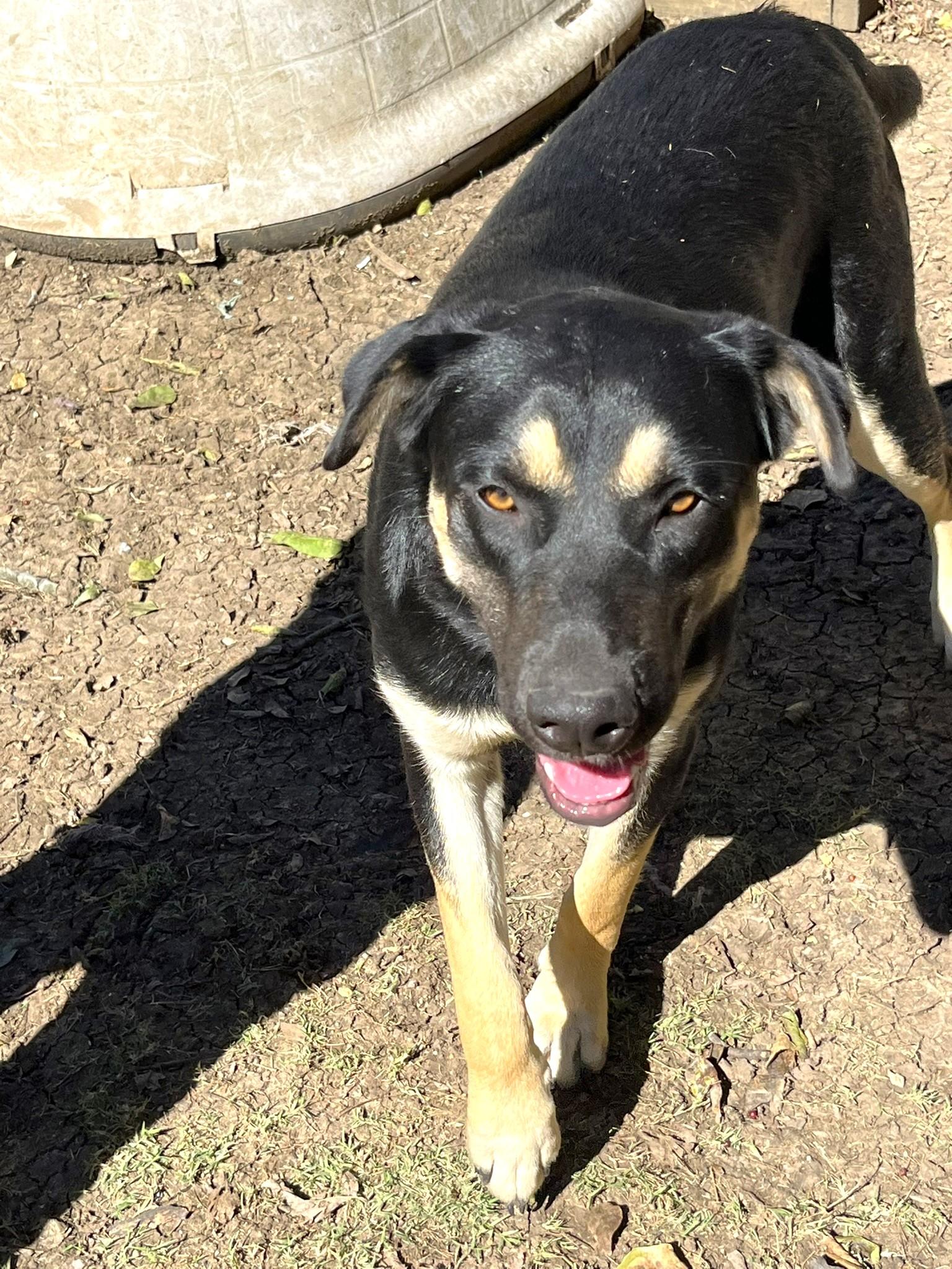 Carmelita, a Adoptable mixed breed image 4/6