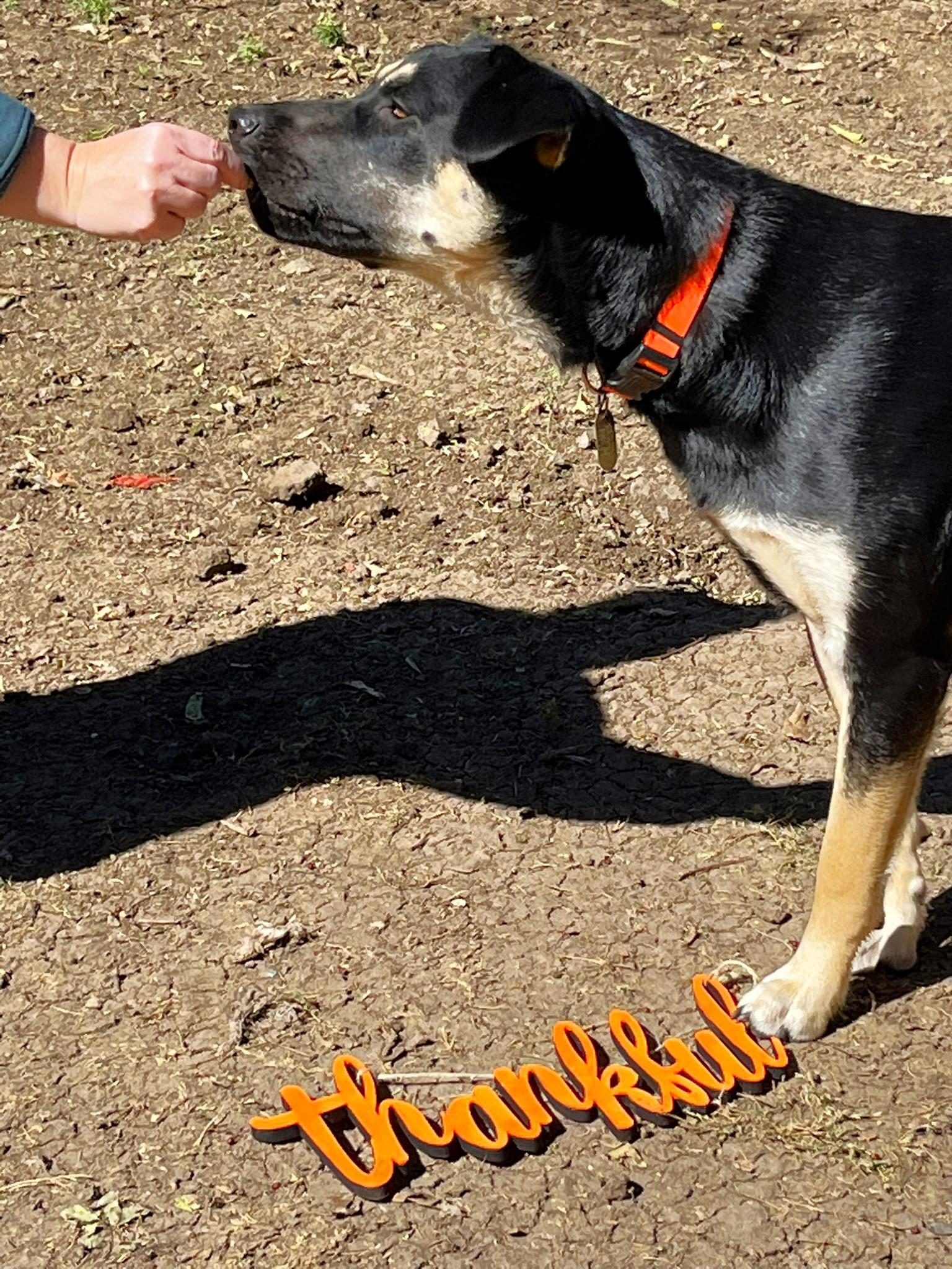 Carmelita, a Adoptable mixed breed image 5/6