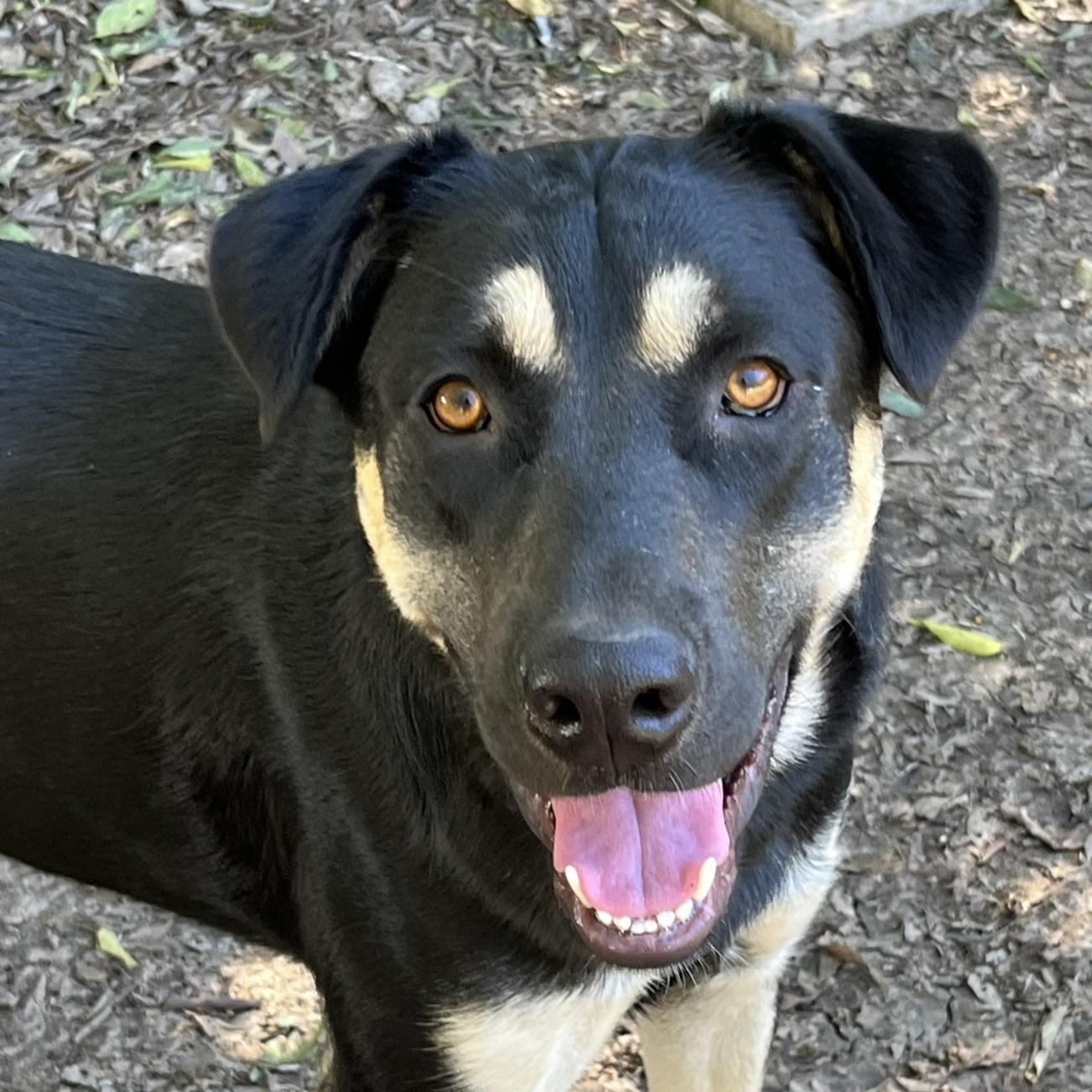 Carmelita, a Adoptable mixed breed image 6/6