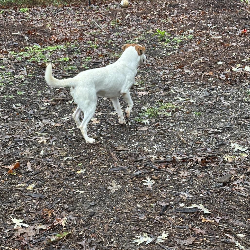 Enlarge Brody, a Adoptable mixed breed in Princeton, KY image 1/5