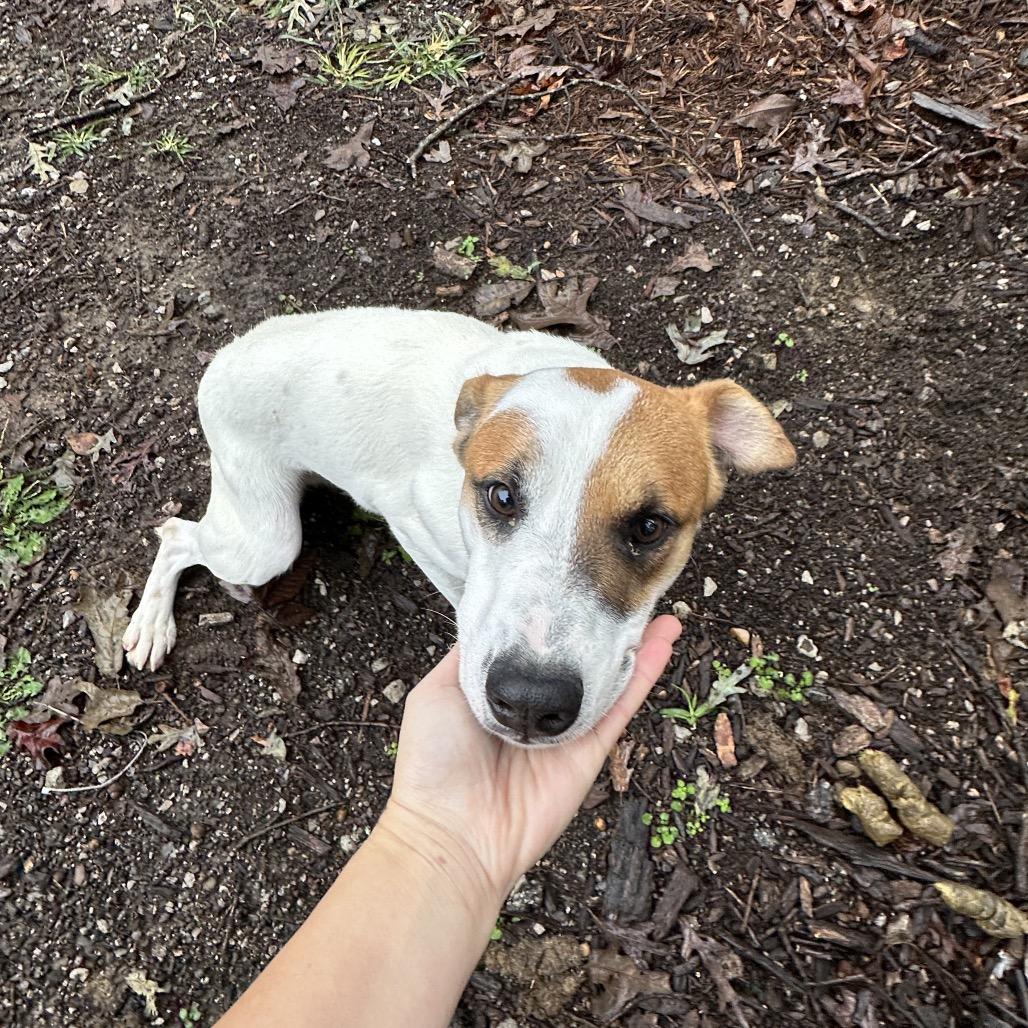 Enlarge Brody, a Adoptable mixed breed in Princeton, KY image 2/5