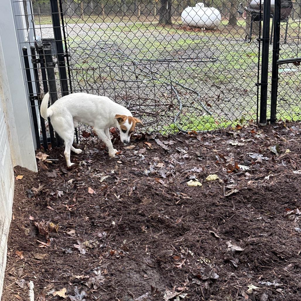 Enlarge Brody, a Adoptable mixed breed in Princeton, KY image 3/5