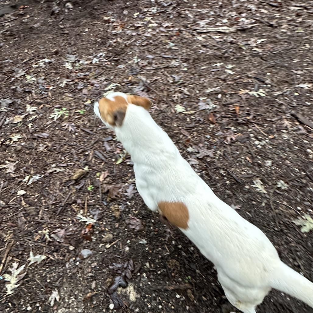 Enlarge Brody, a Adoptable mixed breed in Princeton, KY image 4/5