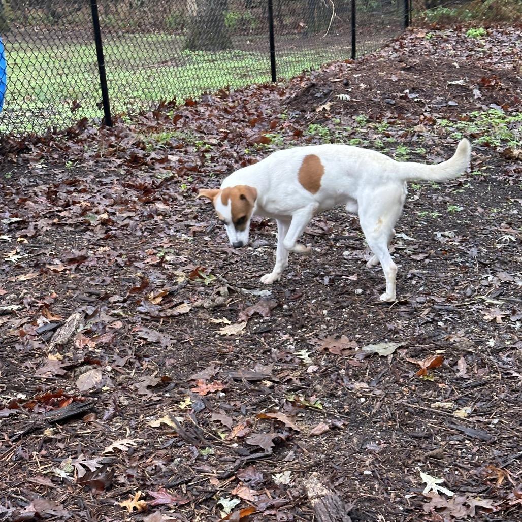Enlarge Brody, a Adoptable mixed breed in Princeton, KY image 5/5