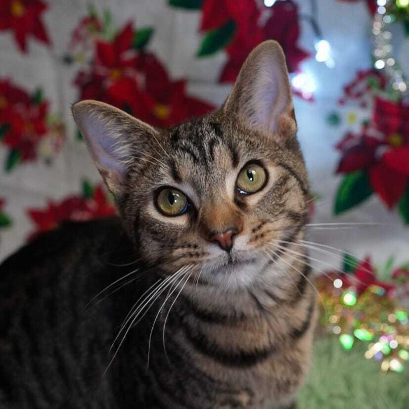 Titan, Adoptable, Young Male Domestic Short Hair.