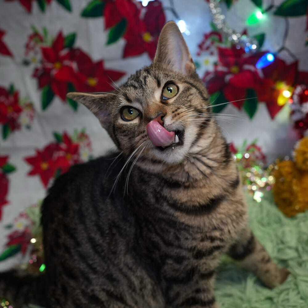 Enlarge Titan, a Adoptable mixed breed in Wheaton, IL image 2/6