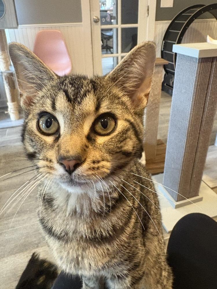 Enlarge Titan, a Adoptable mixed breed in Wheaton, IL image 3/6