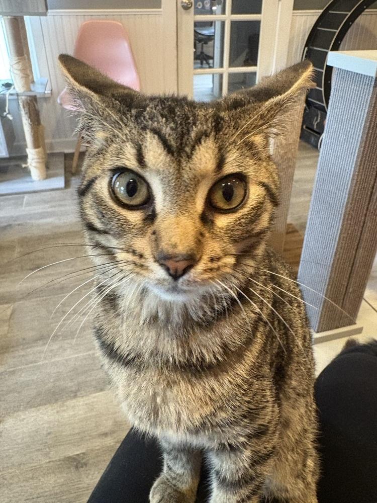 Enlarge Titan, a Adoptable mixed breed in Wheaton, IL image 5/6